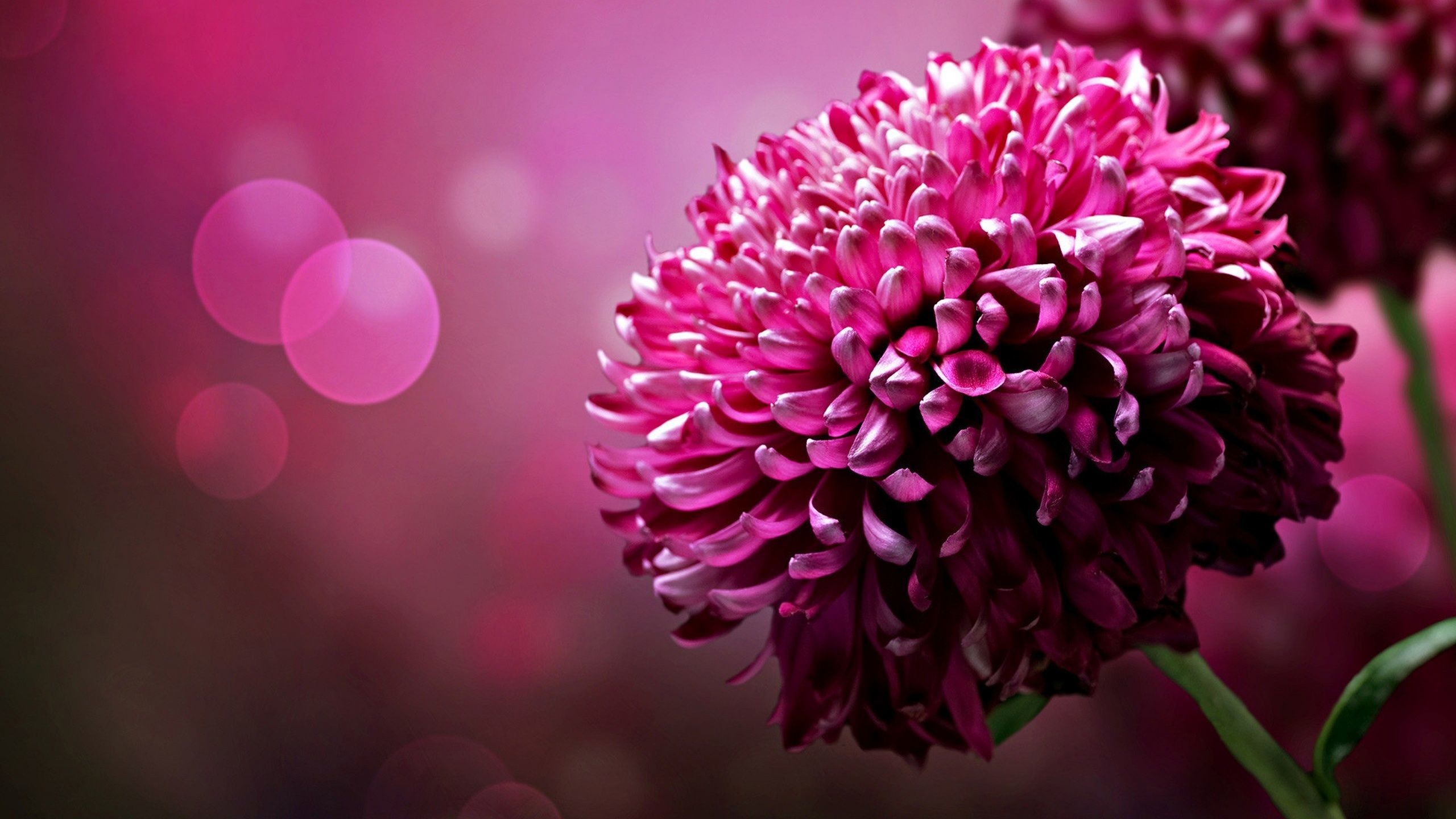 2560x1440 Flower Wallpapers Pink High Quality Resolution