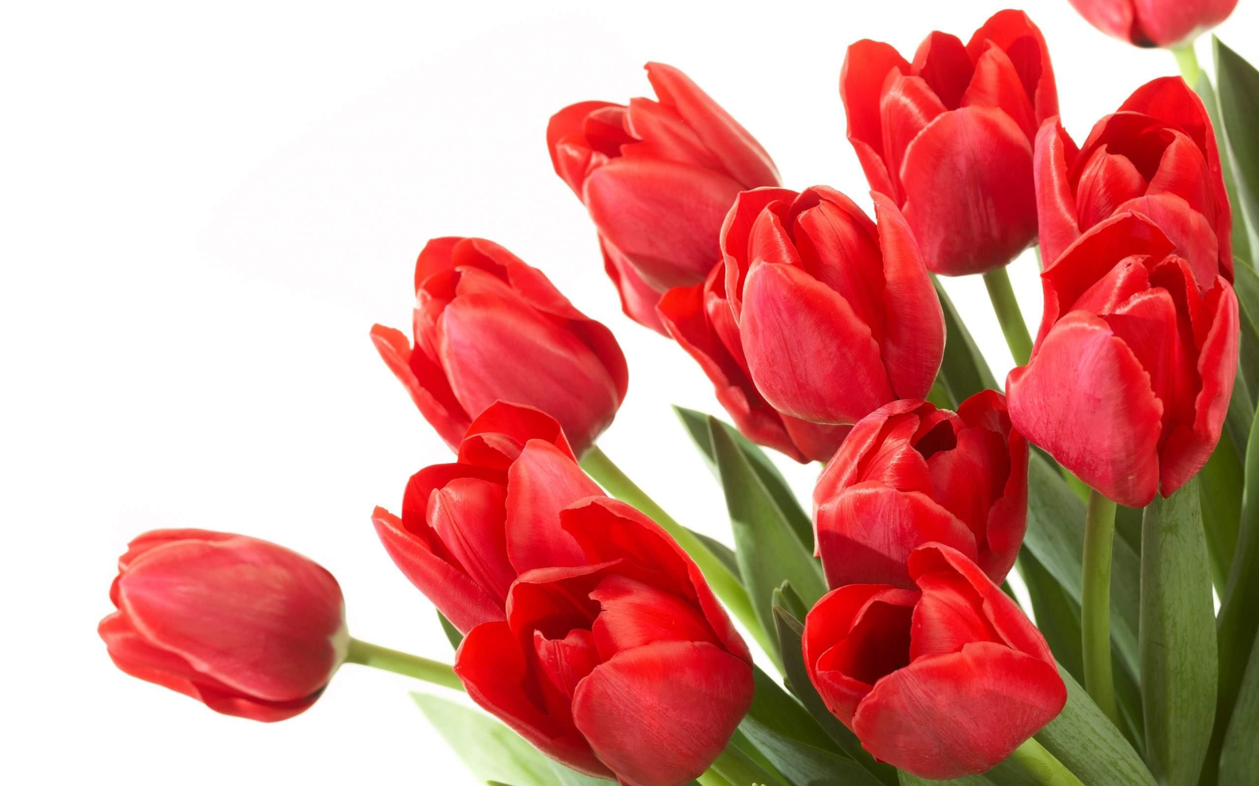 2560x1600 Red Flowers