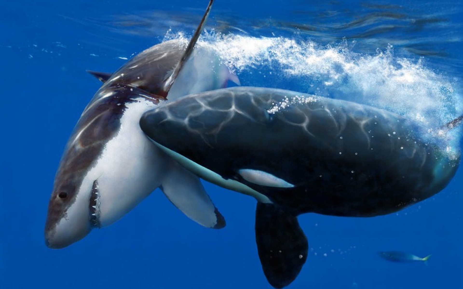1920x1200 Killer Whale Wallpaper Collections Amazing Wallpaperz 1024Ã786 Pictures Of  Killer Whales Wallpapers (49 Wallpapers) | Adorable Wallpapers | Pinterest  ...