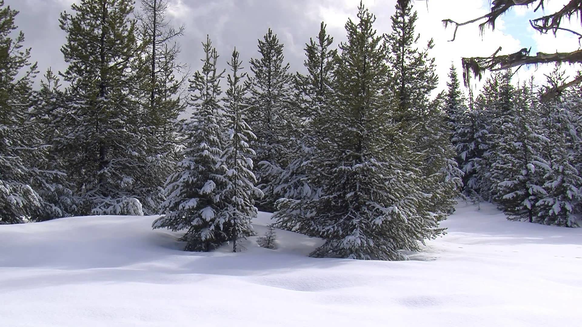 1920x1080 Winter Wonderland for Your Home: Snowy Scenery for Your Television - Trailer
