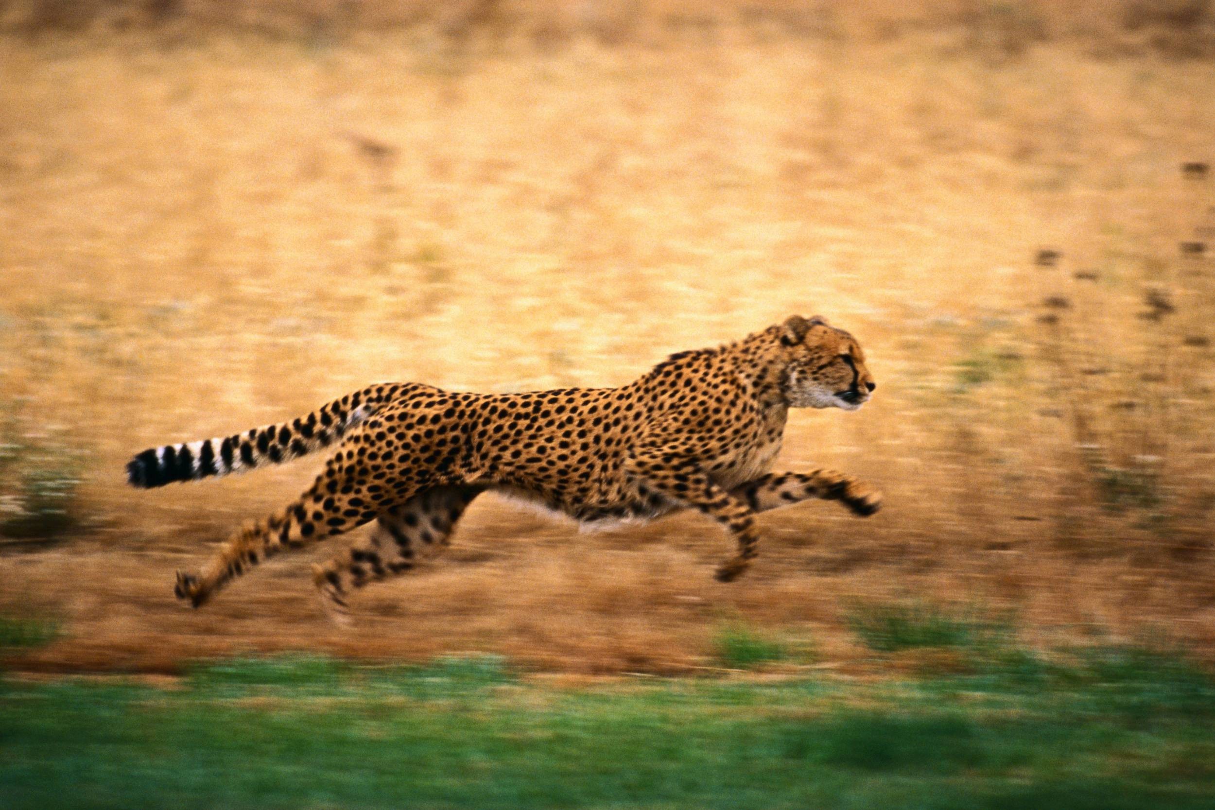 2500x1667 Running Cheetah Backgrounds.  0.413 MB