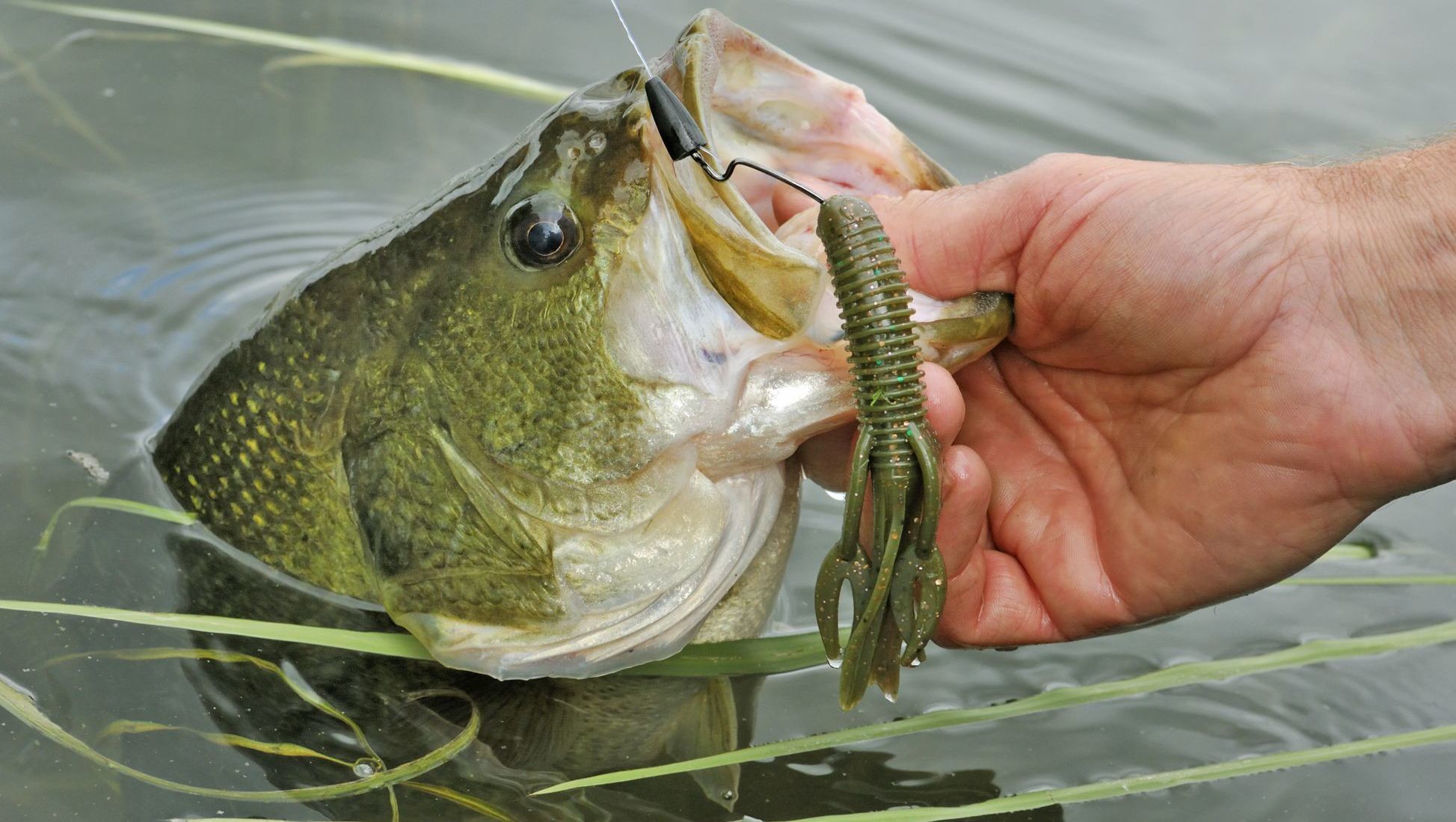 1947x1099 When an angler conjures up visions of catching largemouth bass, the scene  usually includes some sort of surface lure being smashed by a hungry bass  as the ...