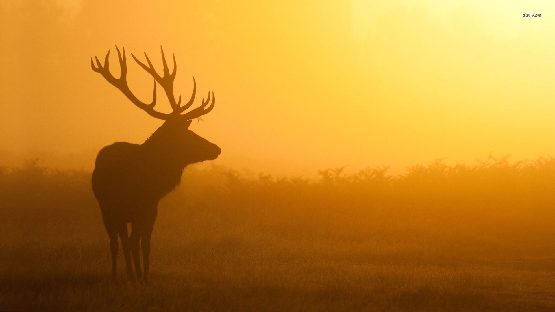 Cool Deer Wallpapers (53+ images)