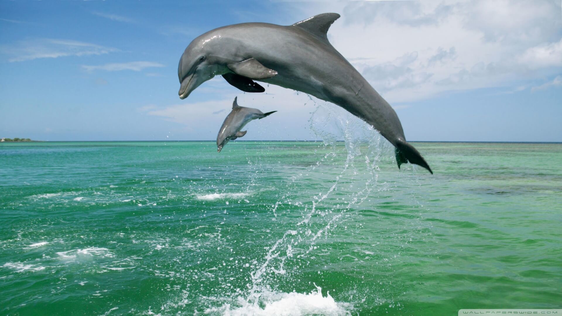 1920x1080 Dolphin Wallpapers for iPad