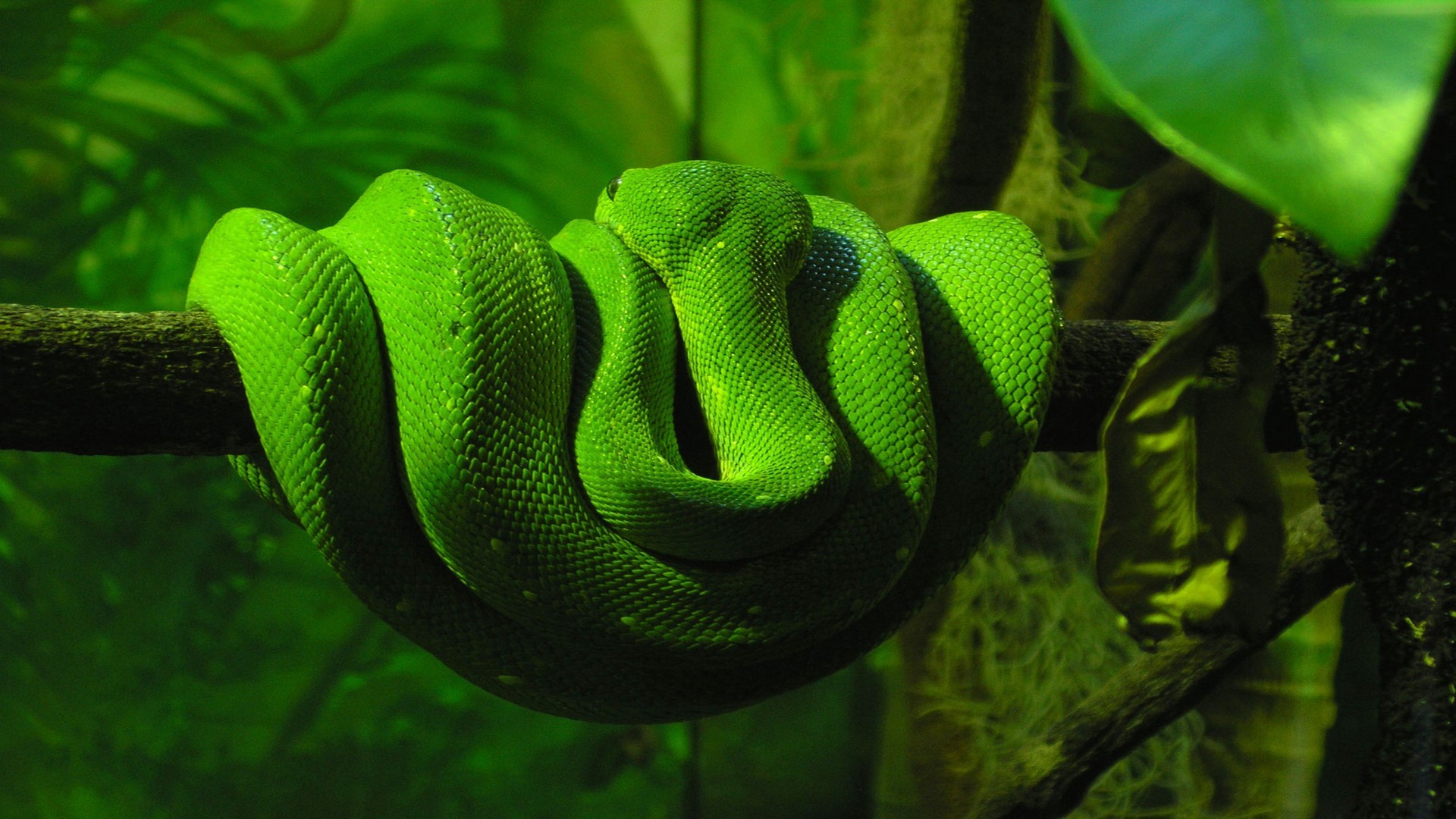 1920x1080 green dari snake
