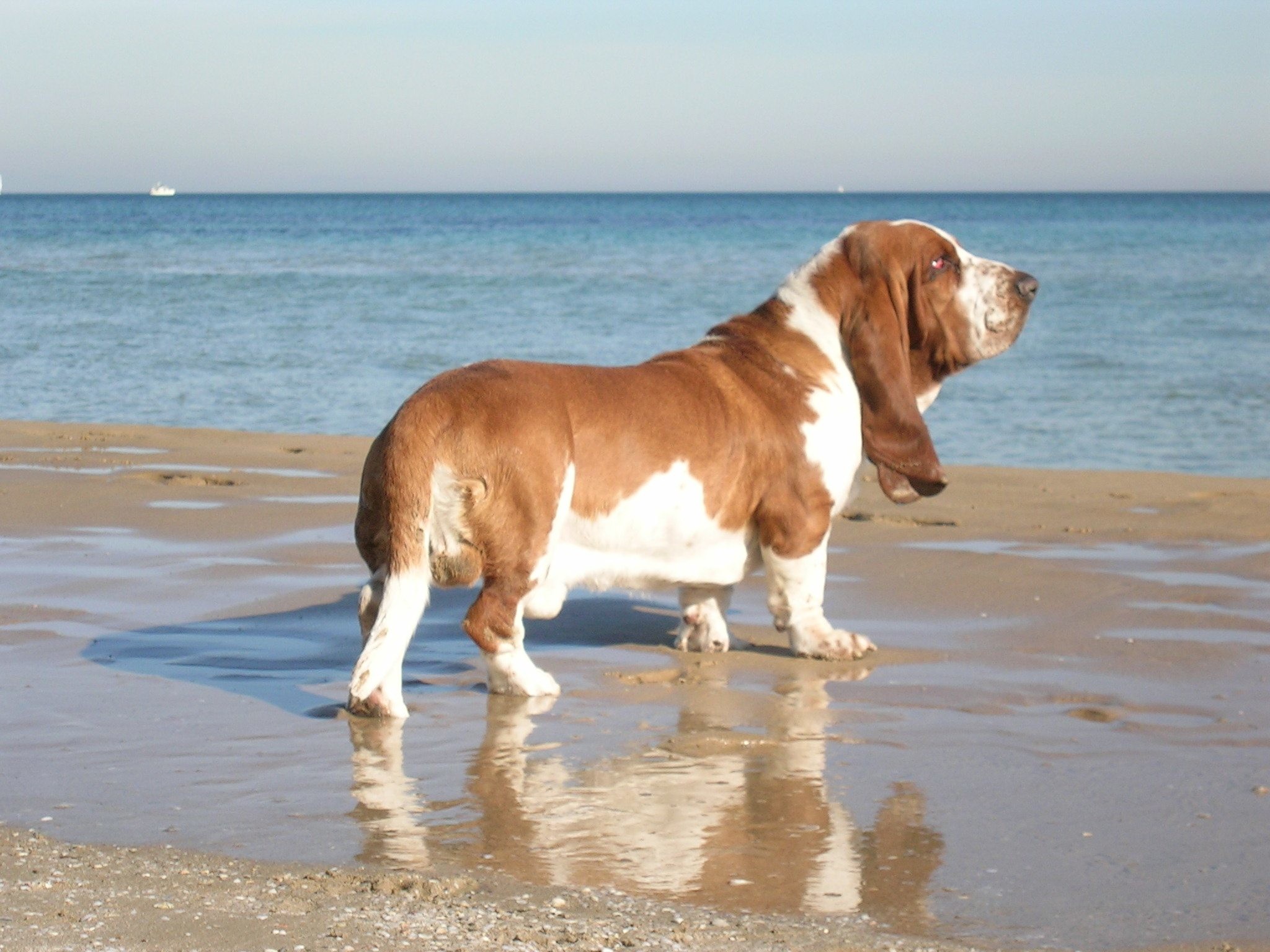 2048x1536 Basset Hound on the beach photo