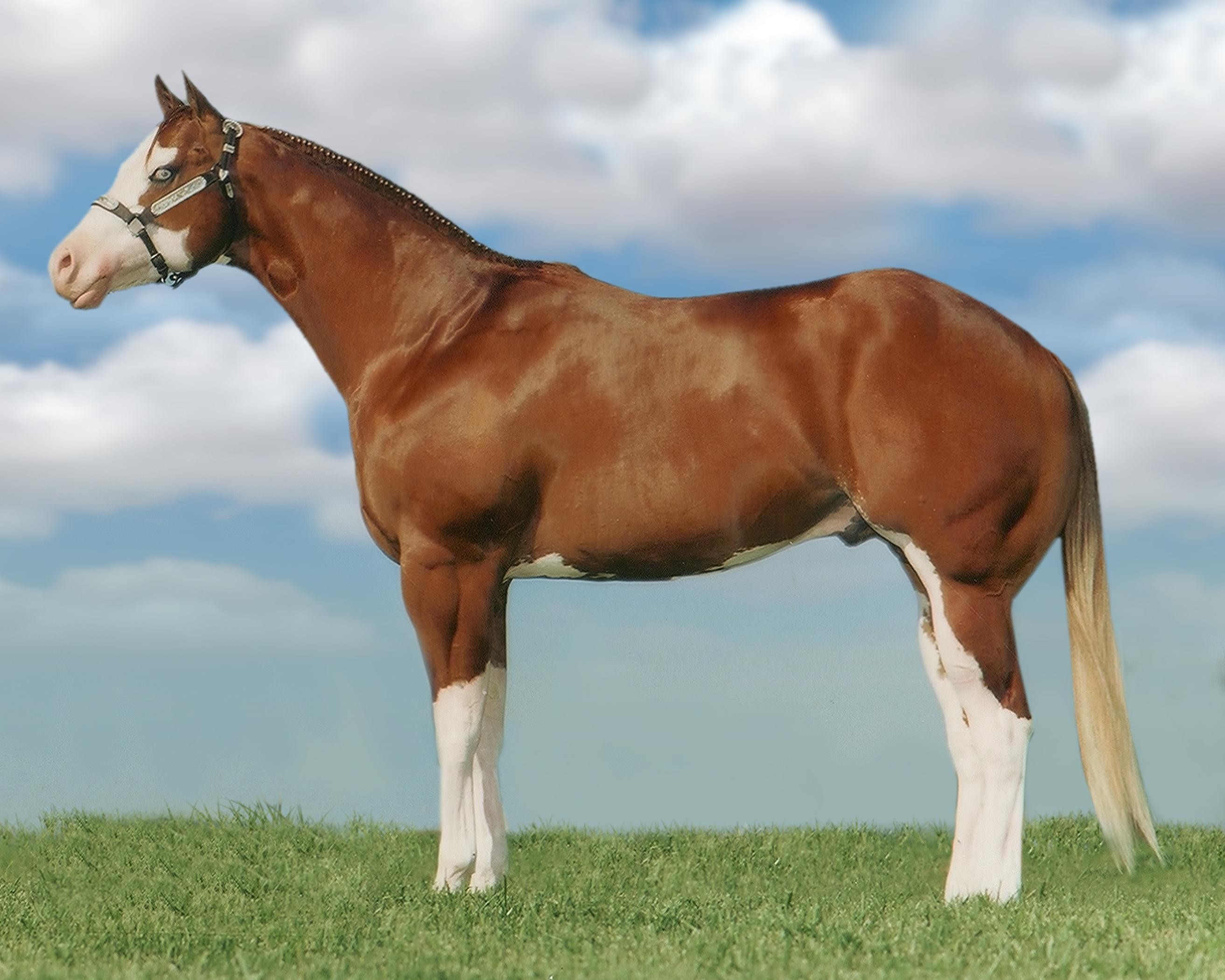 2625x2100 American Paint Horse background