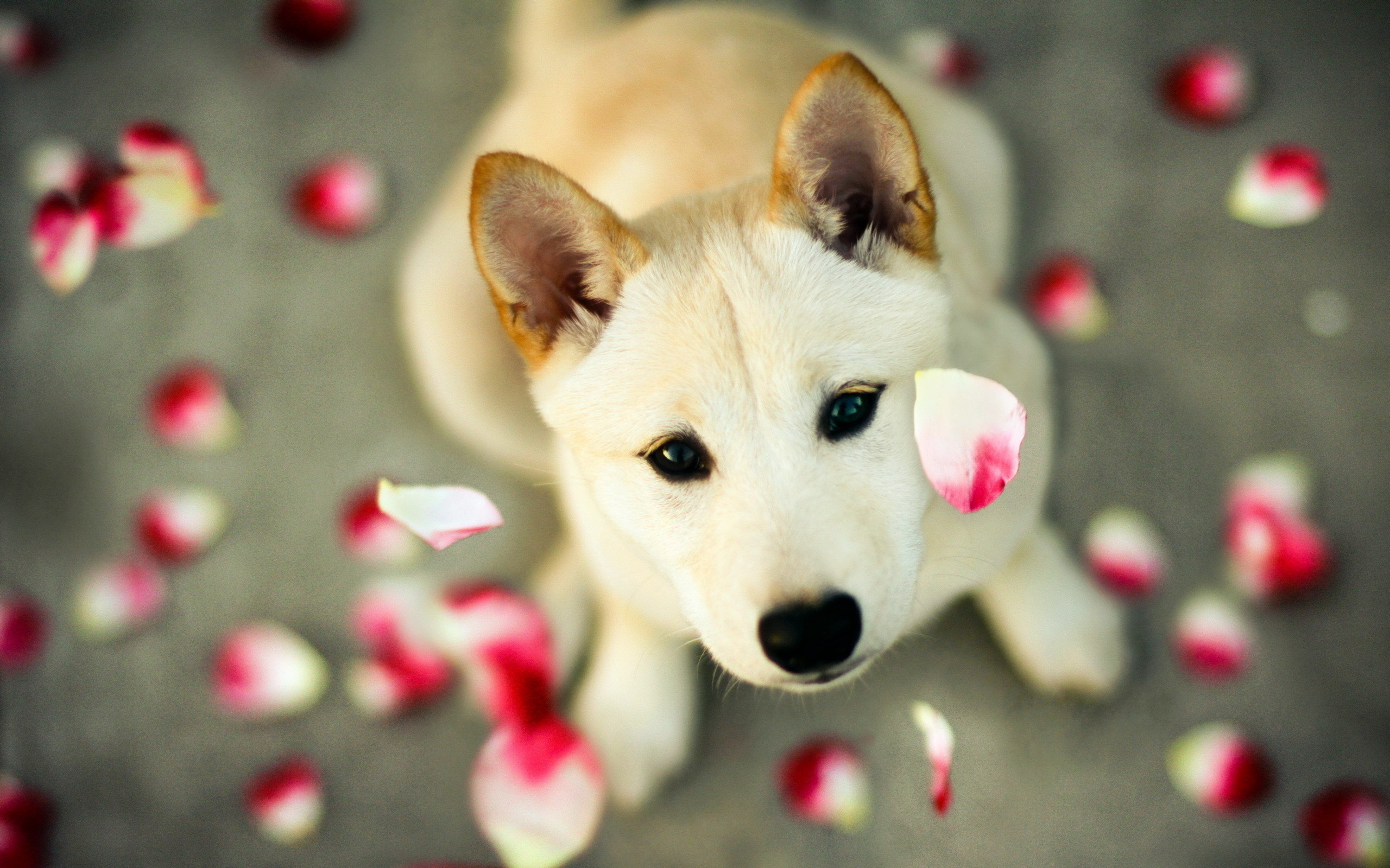 2560x1600 wallpaper.wiki-Cute-animal-dog-pictures-hd-PIC-
