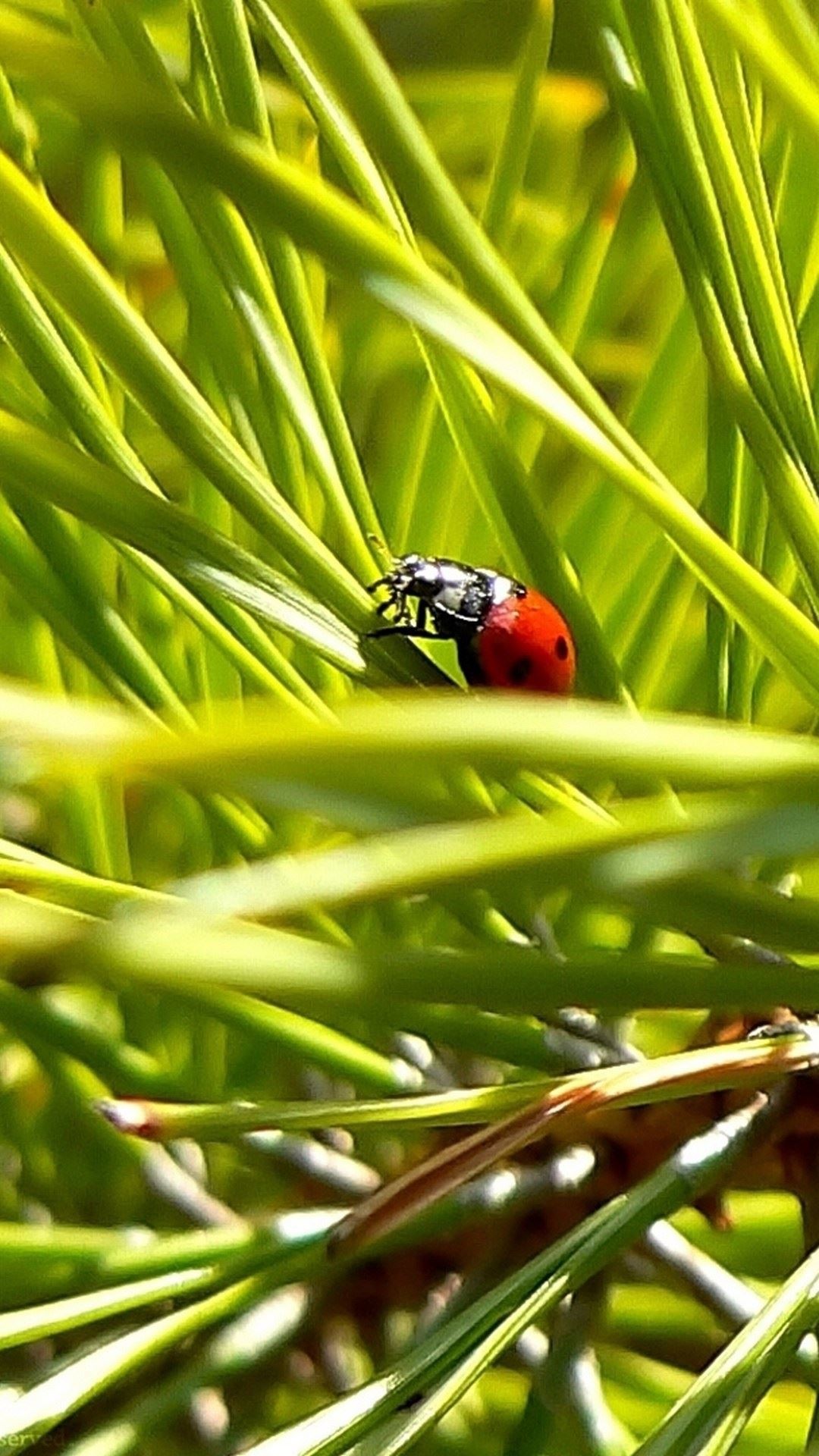 1080x1920 Macro Ladybug Green Grass Android Wallpaper ...