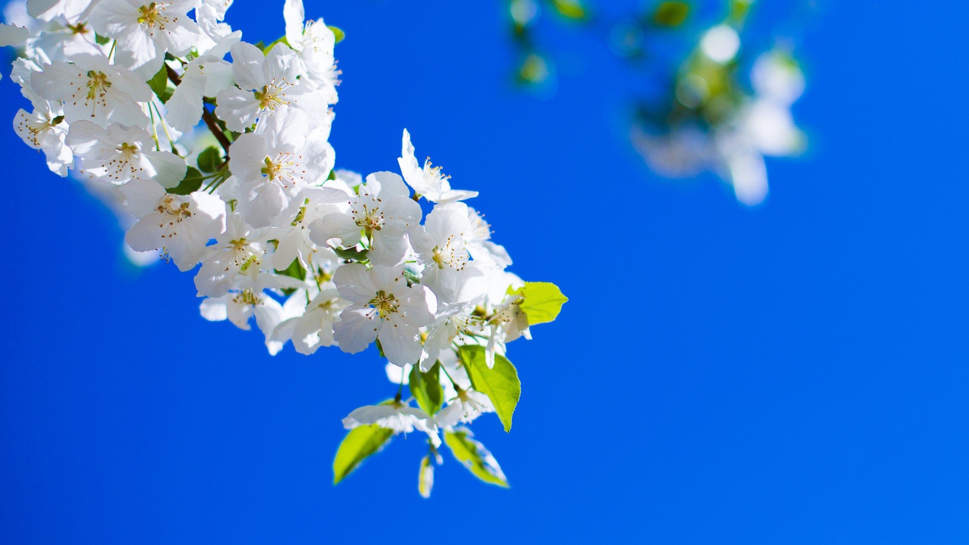 1920x1080 White flowers branch on blue background