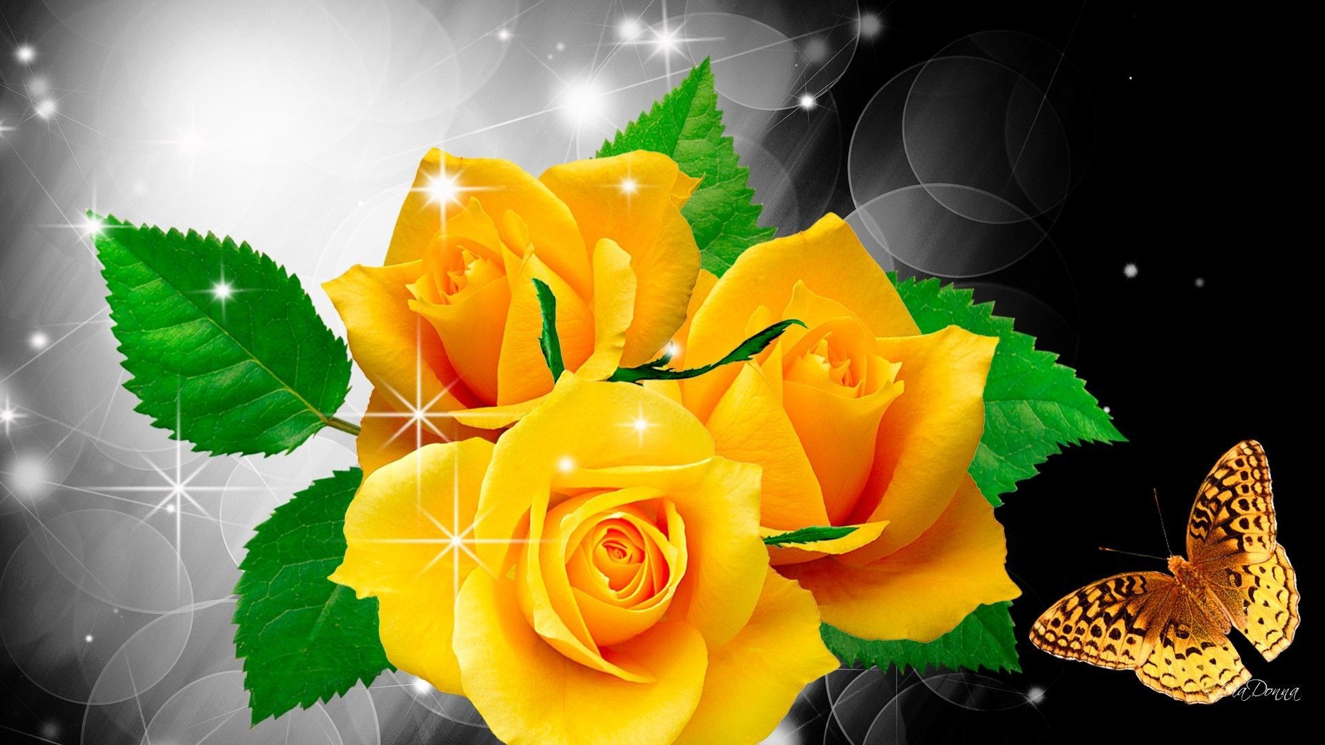 1920x1080 FXA41 4K Ultra HD Yellow Rose Wallpapers, Yellow Rose Wallpapers for .