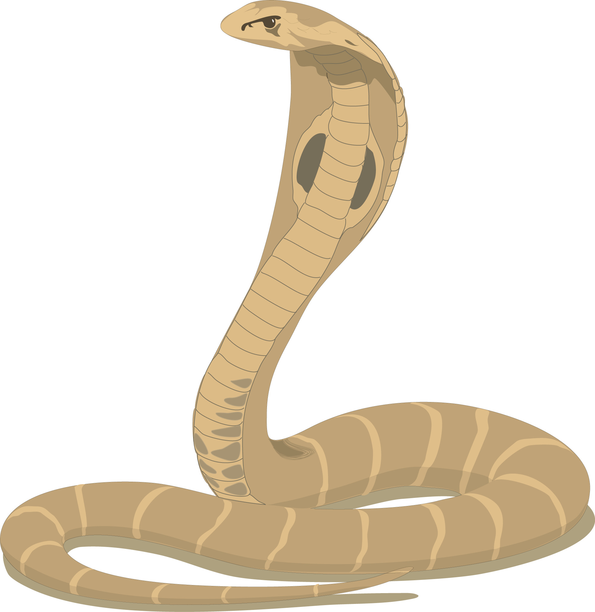 1988x2043 King Cobra Snakes Clipart