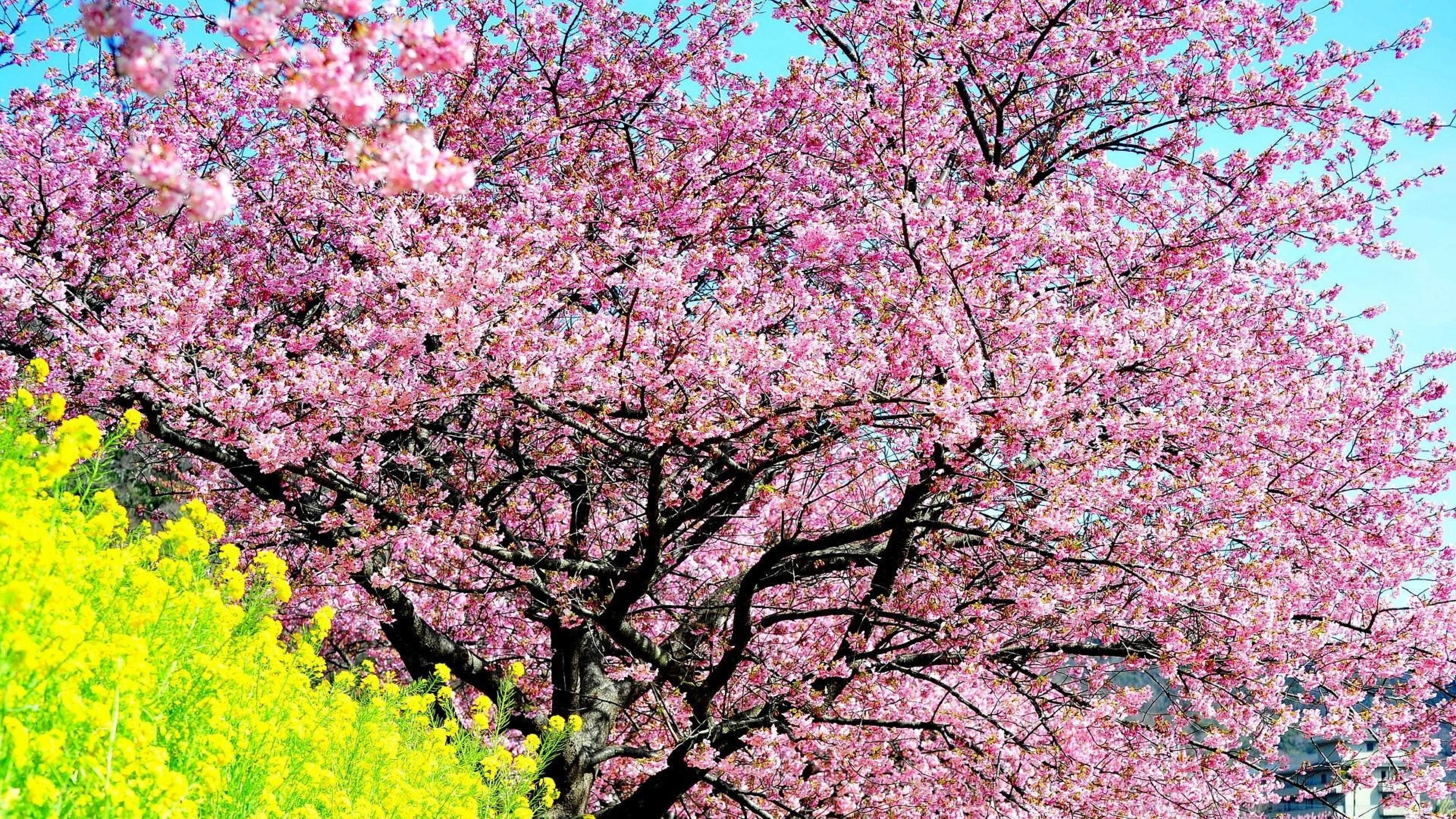 3840x2160  Wallpaper cherry, blossom, tree, spring, slope