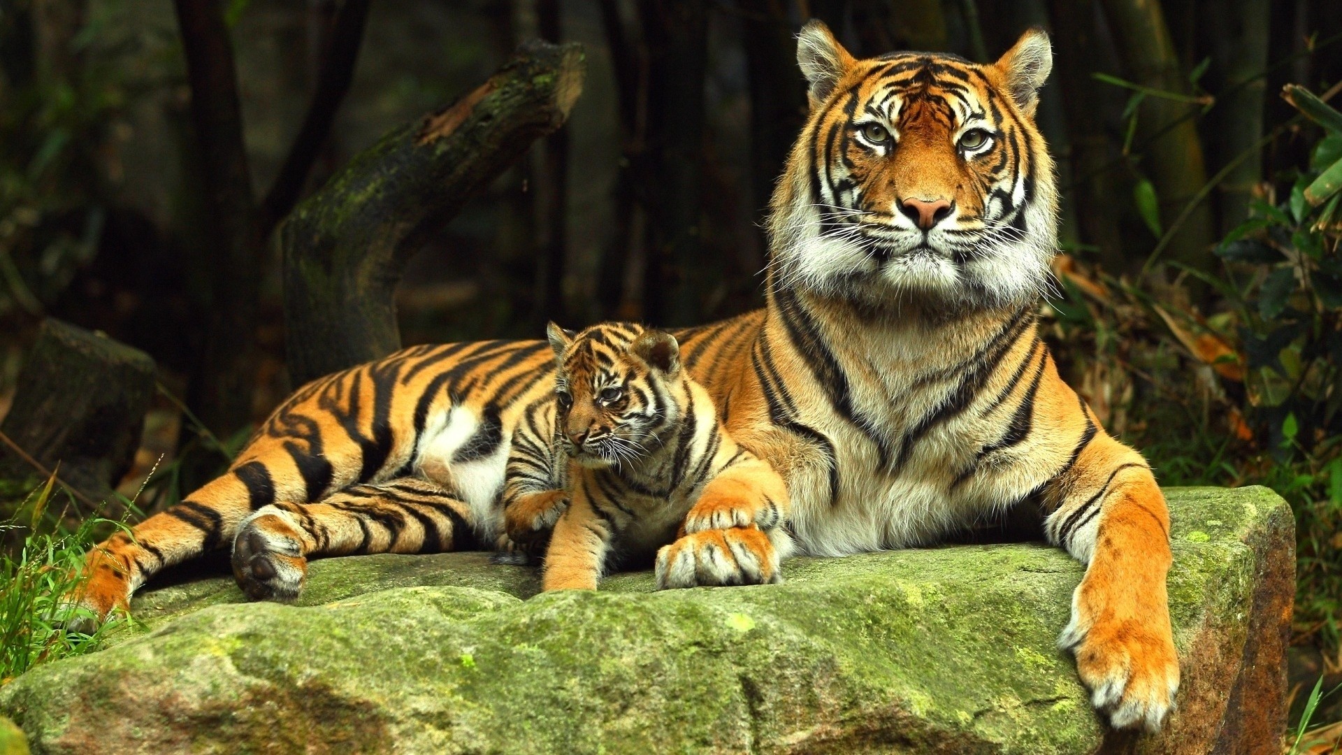 1920x1080 Explore Hd Images, Pictures Images, and more! Tiger Desktop Backgrounds