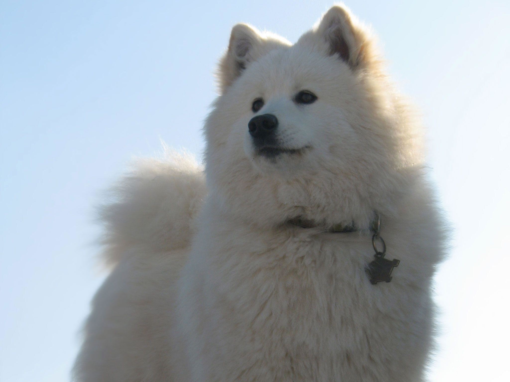 2048x1536 Samoyed Wallpapers - Wallpaper Cave