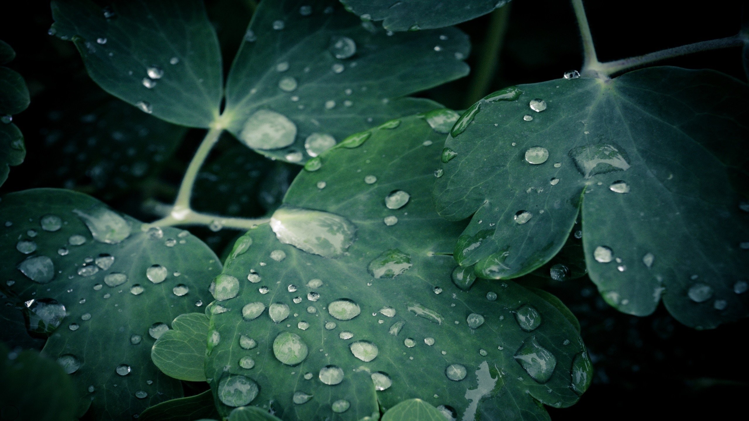 2560x1440 Leaves Best Desktop Water Widescreen Awesome Background Hearts Drops Depth  Field Nature Love