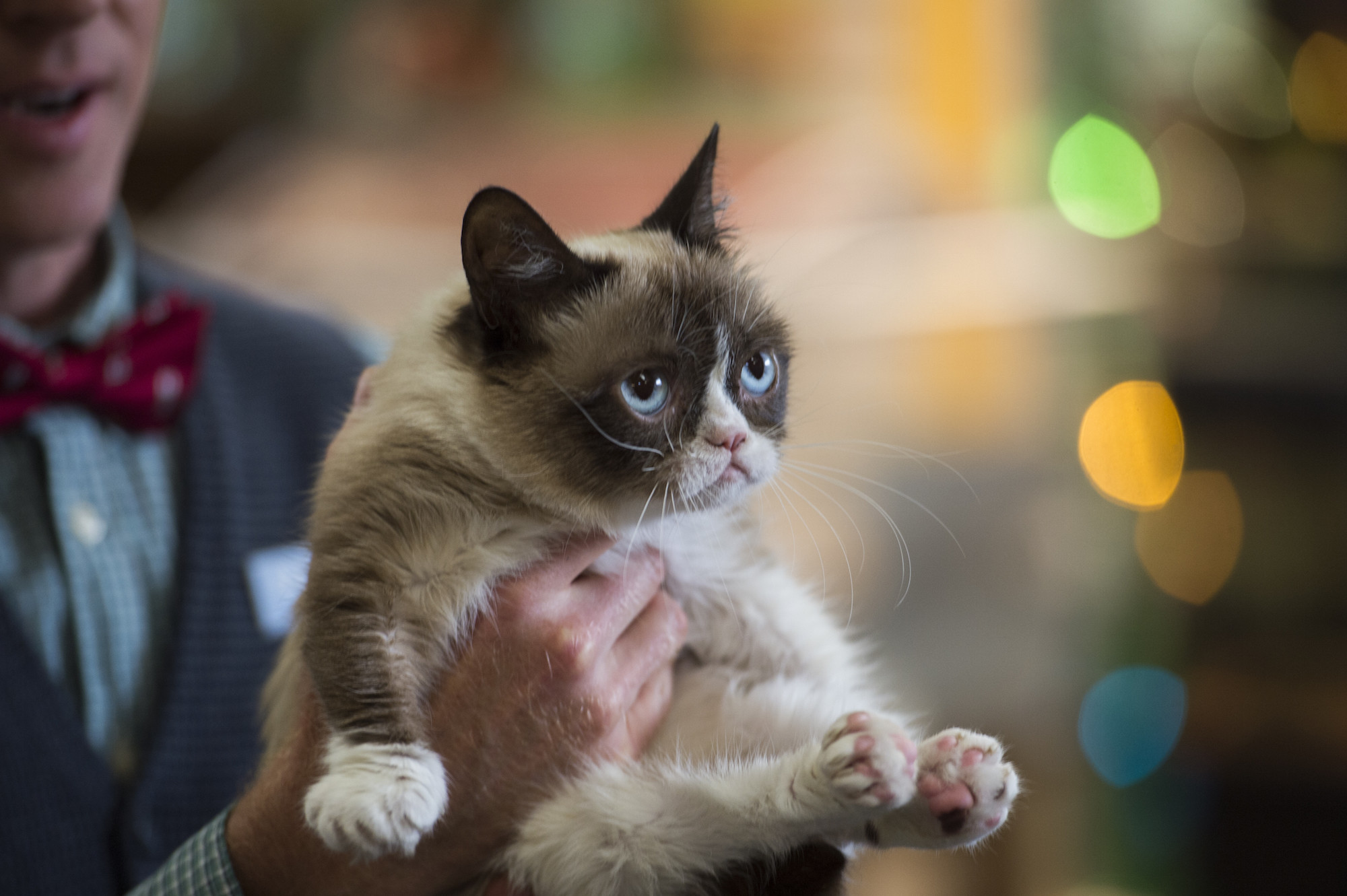 2000x1331  Should You Watch 'Grumpy Cat's Worst Christmas Ever'? A Handy  Personalized Guide | IndieWire