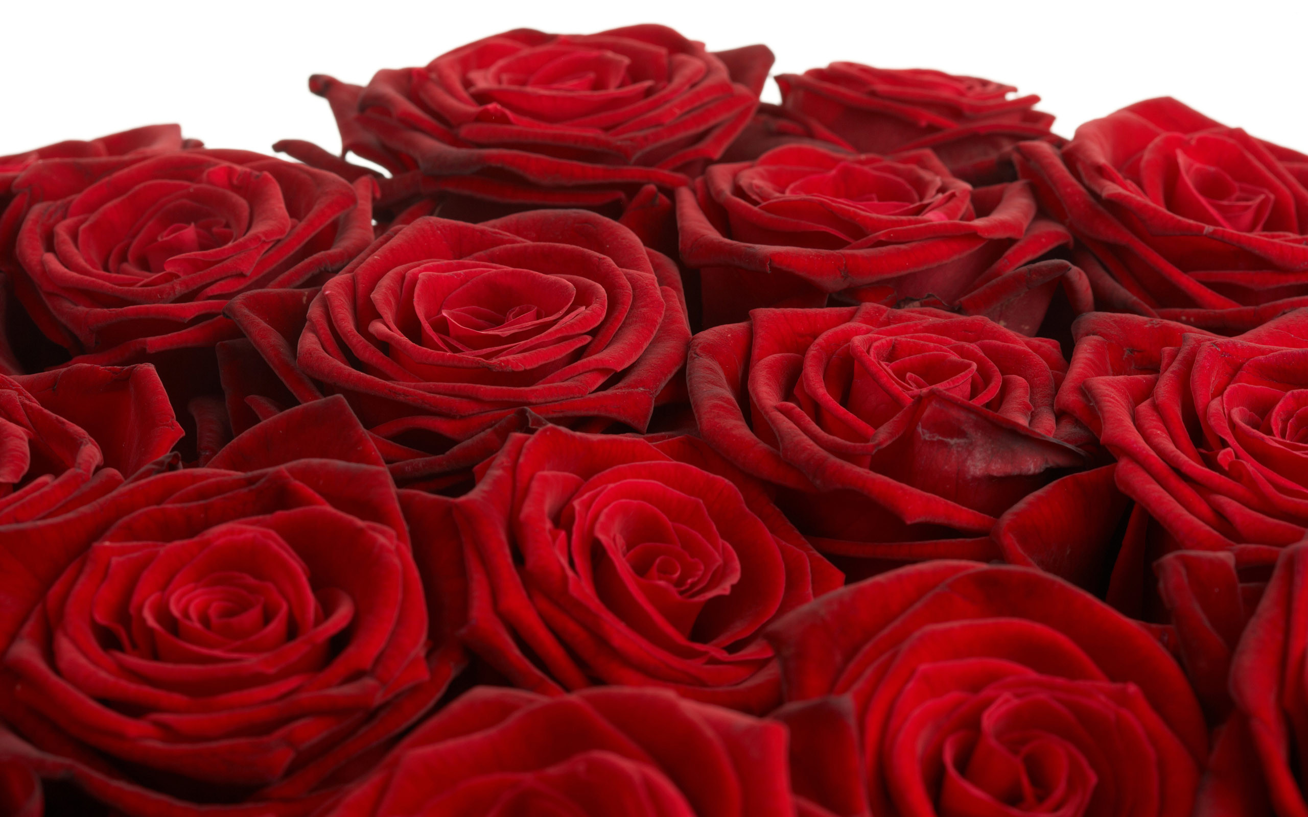 2560x1600 3d red roses wallpaper HD Wallpaper