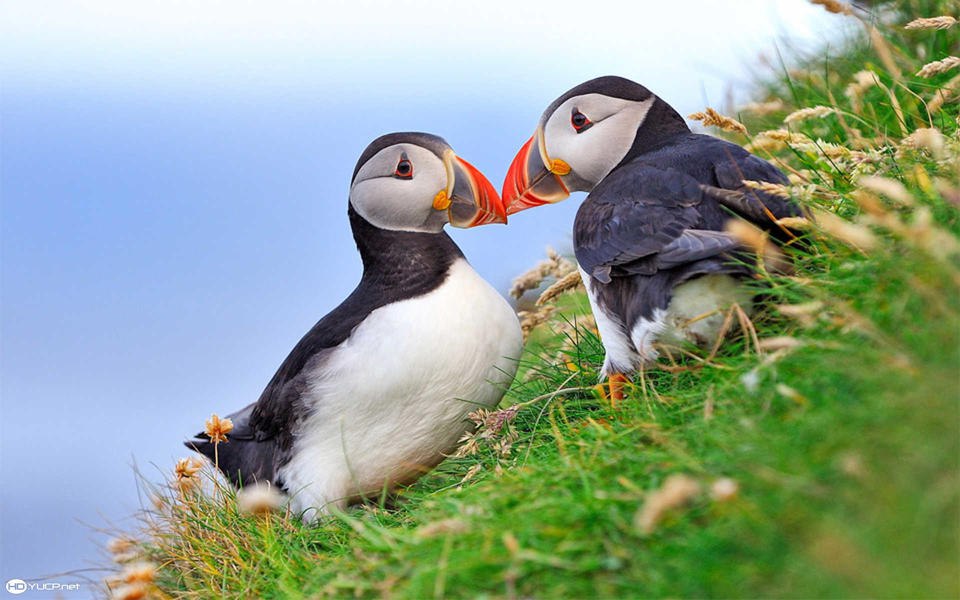 1920x1200 Puffins images Puffins HD wallpaper and background photos
