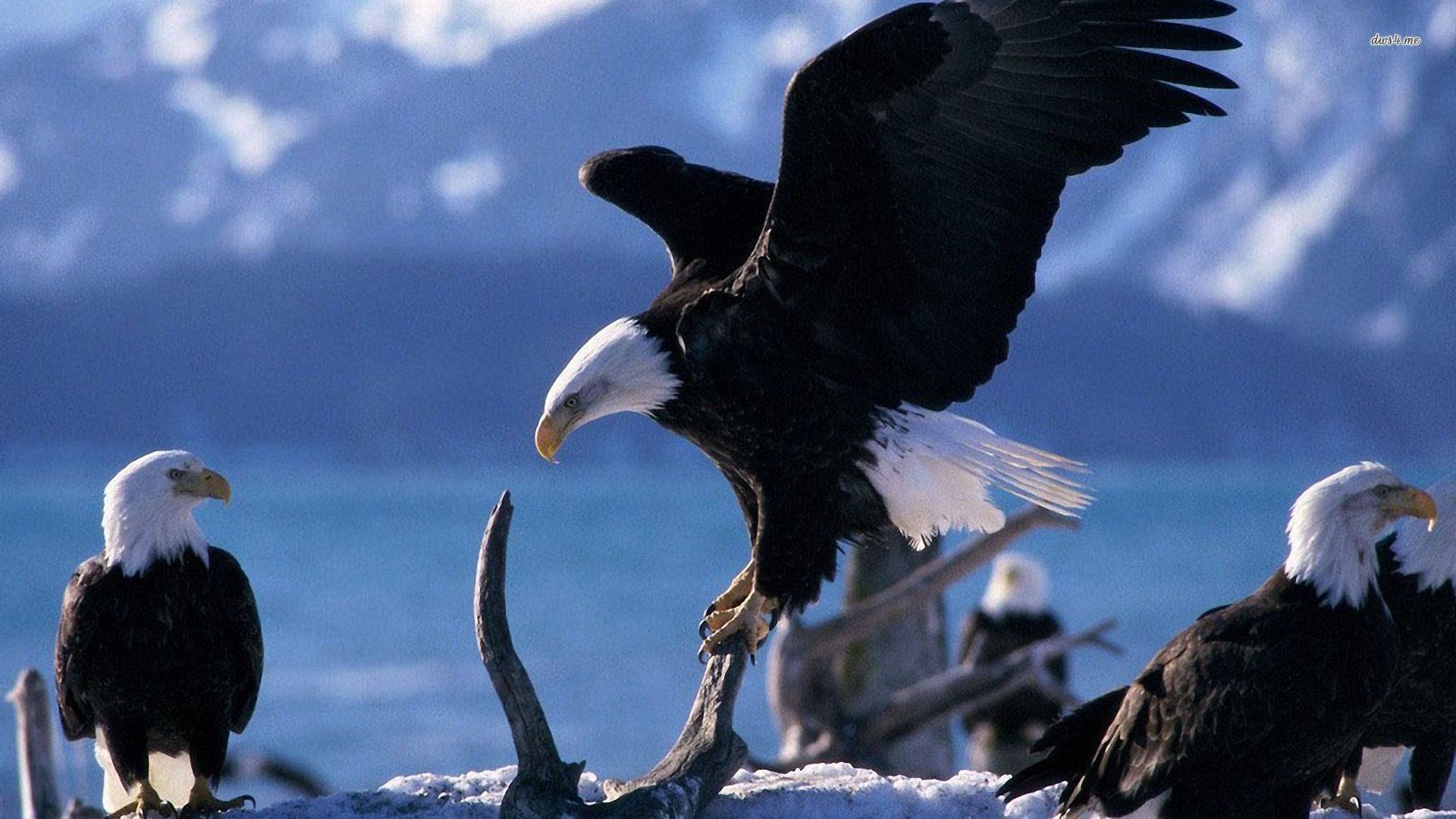 1920x1080 Flying Eagle HD Wallpapers, Flying Eagle Pictures, New Wallpapers |  Download Wallpaper | Pinterest | Eagle pictures, Hd wallpaper and Wallpaper