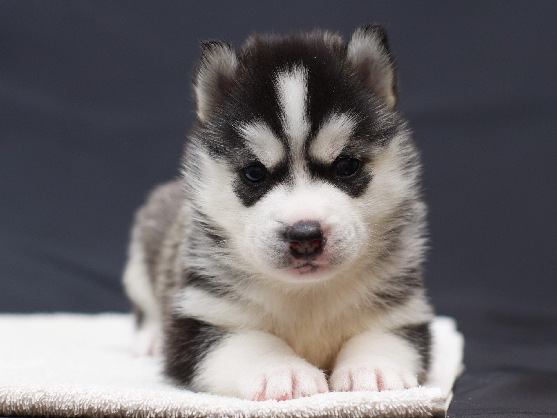 1920x1440 Husky Puppy Wallpapers Background