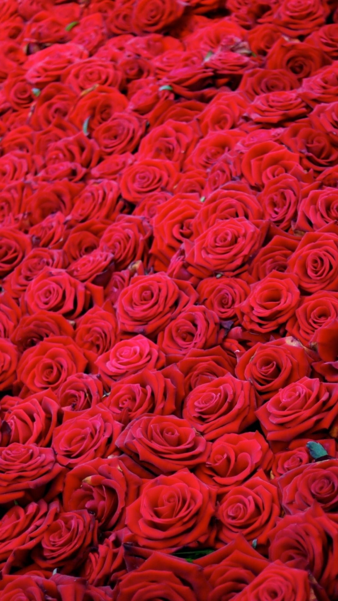 1080x1920 Wallpaper red roses