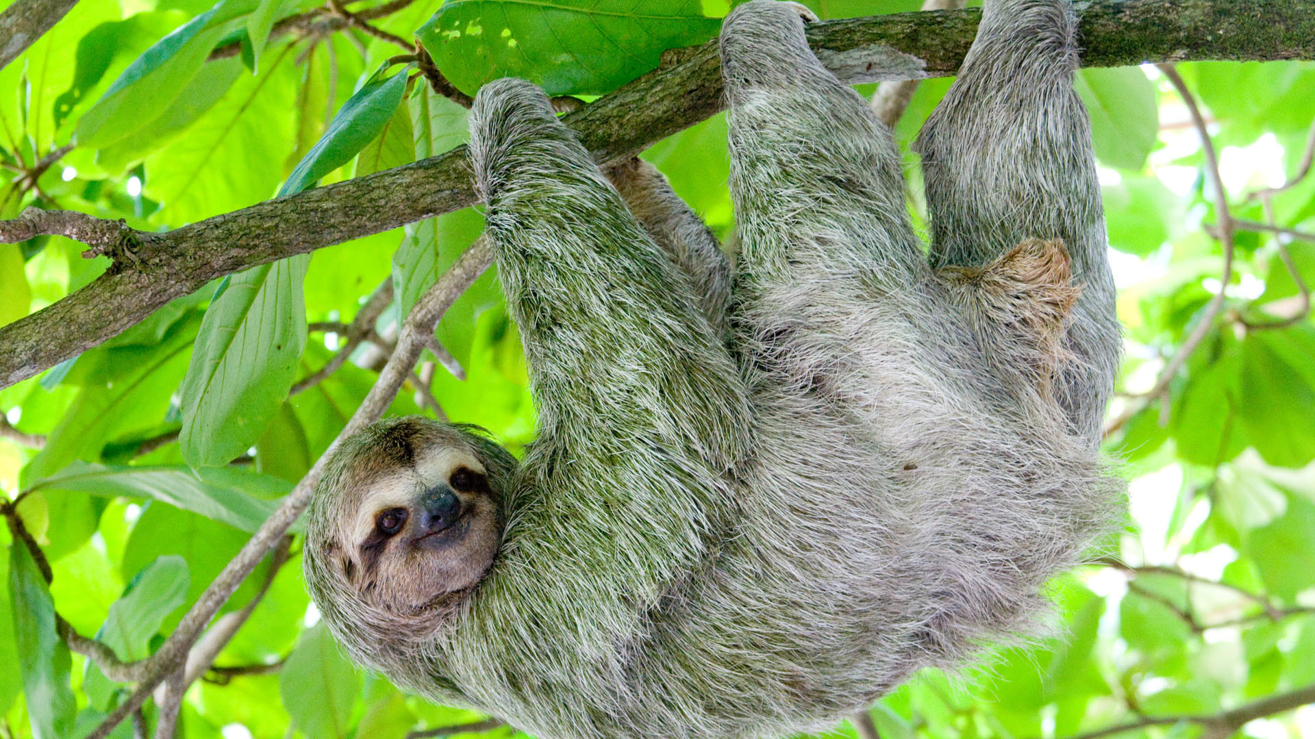 1920x1080 Sloth wallpapers