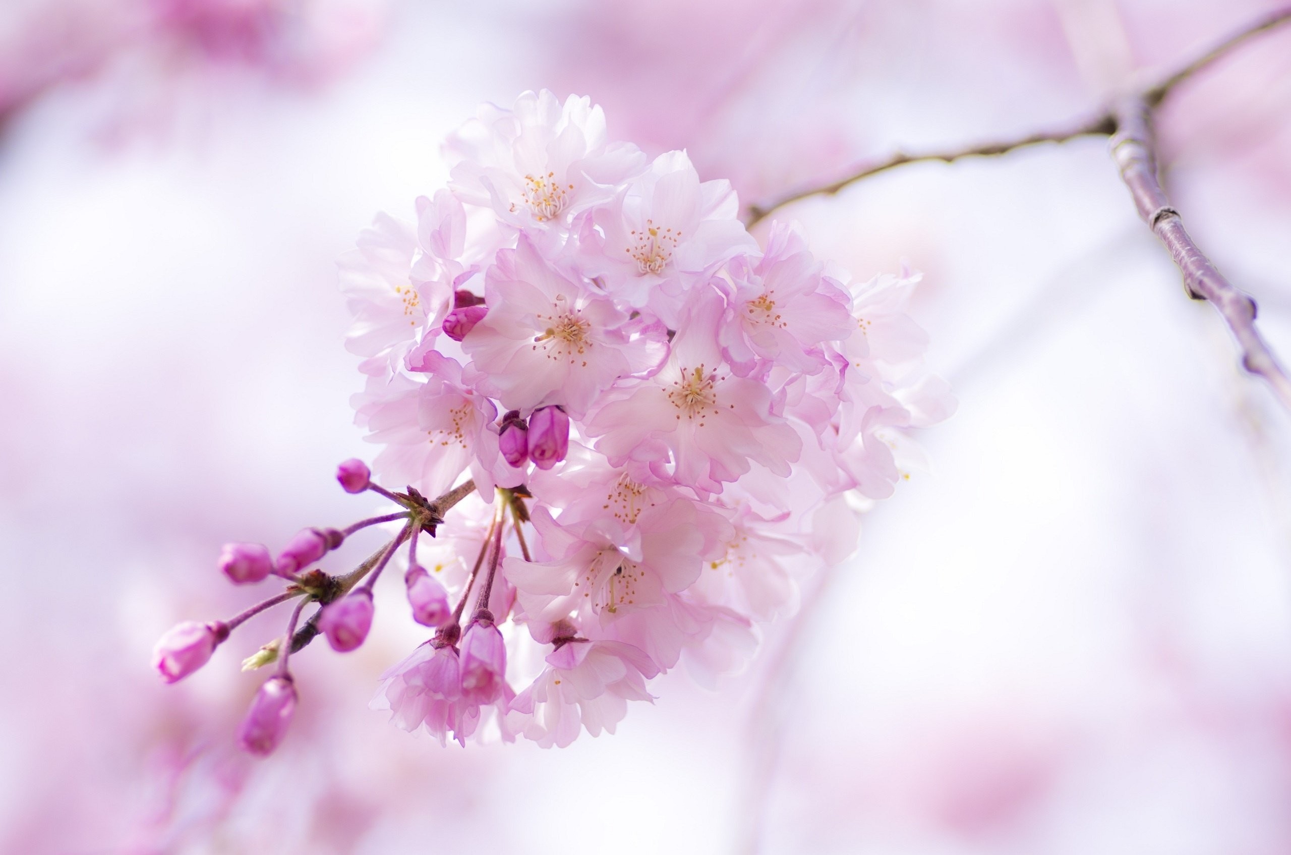 2560x1695 Cherry branch flowers pink spring bloom close-up blossoms wallpaper |   | 335889 | WallpaperUP