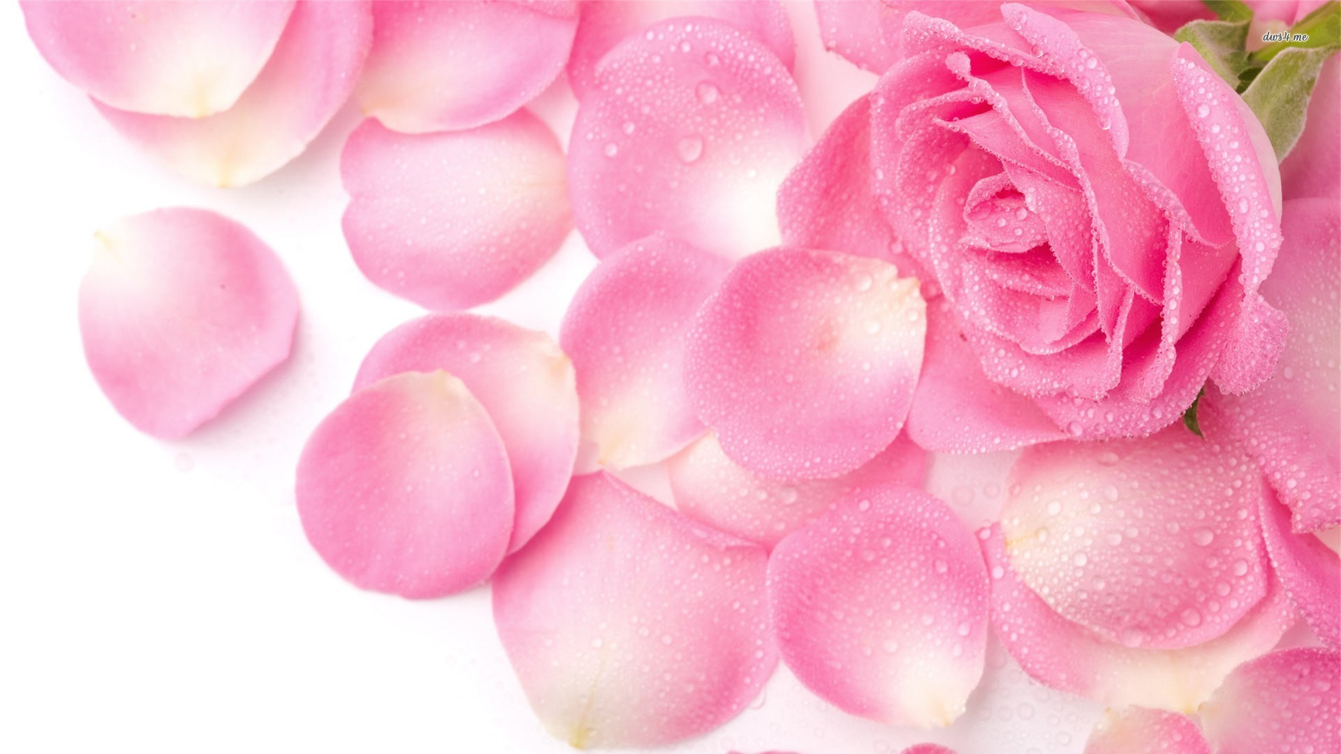 1920x1080 Pink rose petals