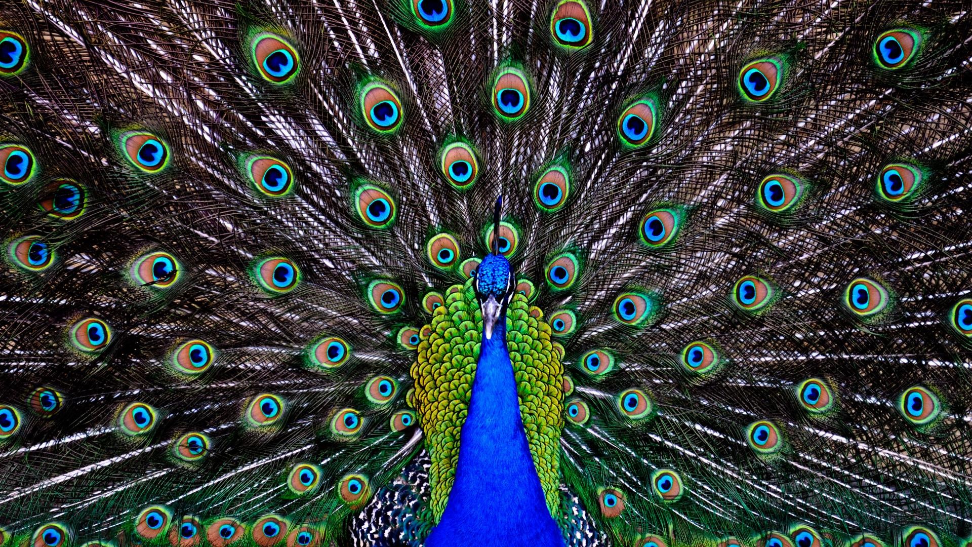 1920x1080 7. peacock-feather-wallpaper-HD7-600x338