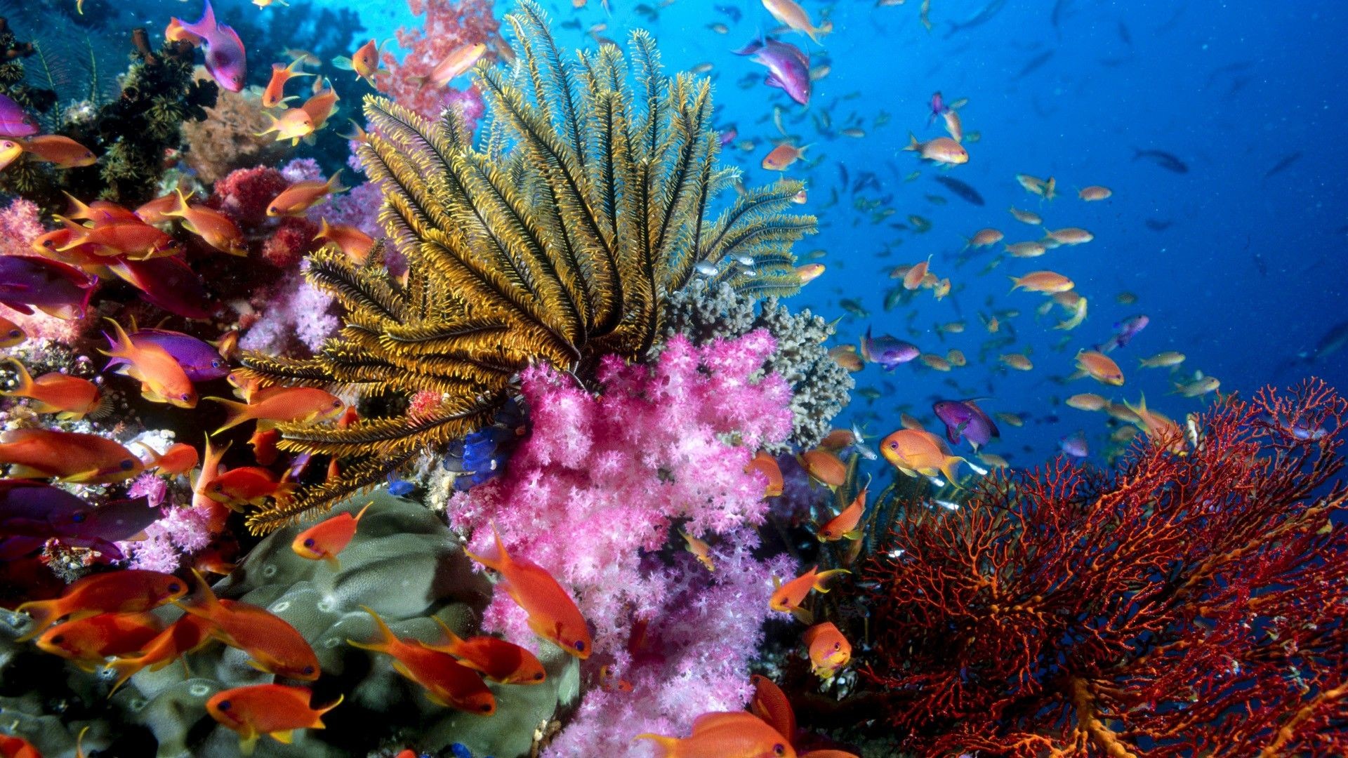 1920x1080 Hawaii Ocean Underwater | Underwater Scene Coral Ocean Wallpaper Natural  Hawaii Pictures