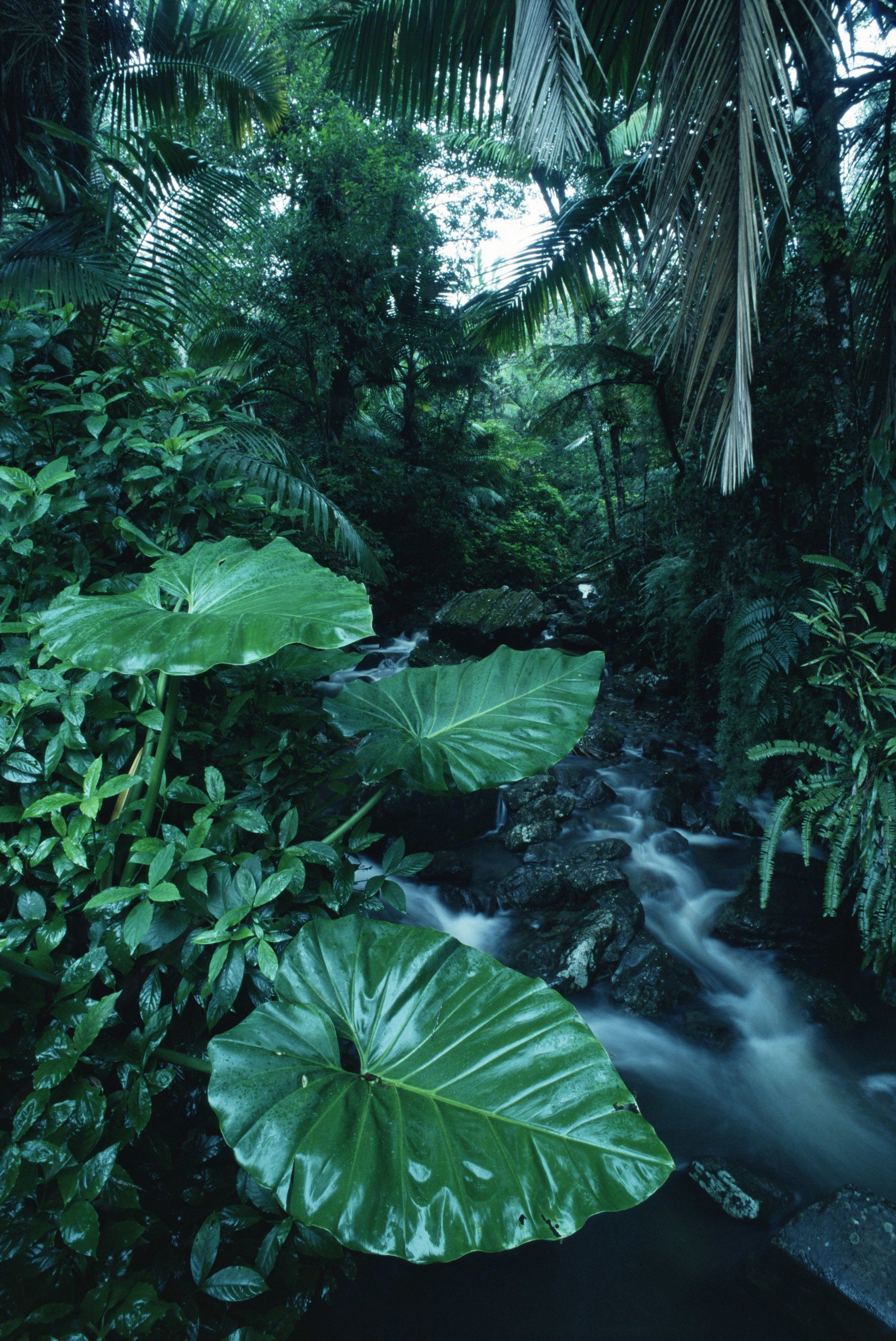 1772x2651 Rainforest - Fototapeter & Tapeter - Photowall