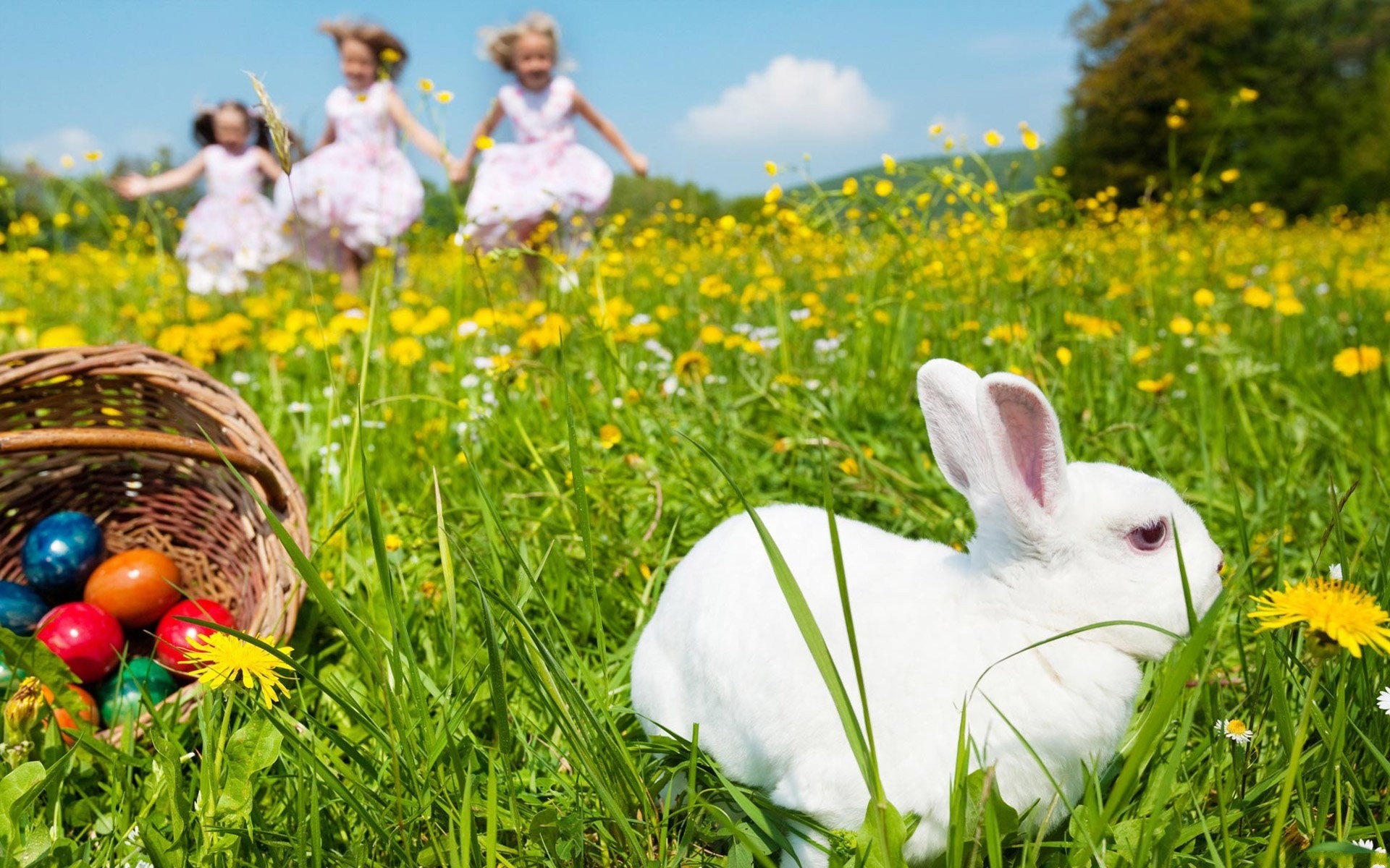 1920x1200 White easter rabbit wallpapers and stock photos