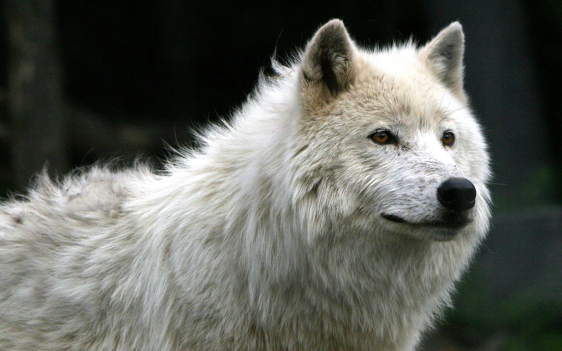 1920x1200 Wolf Wallpapers HD Group (78 ) ...