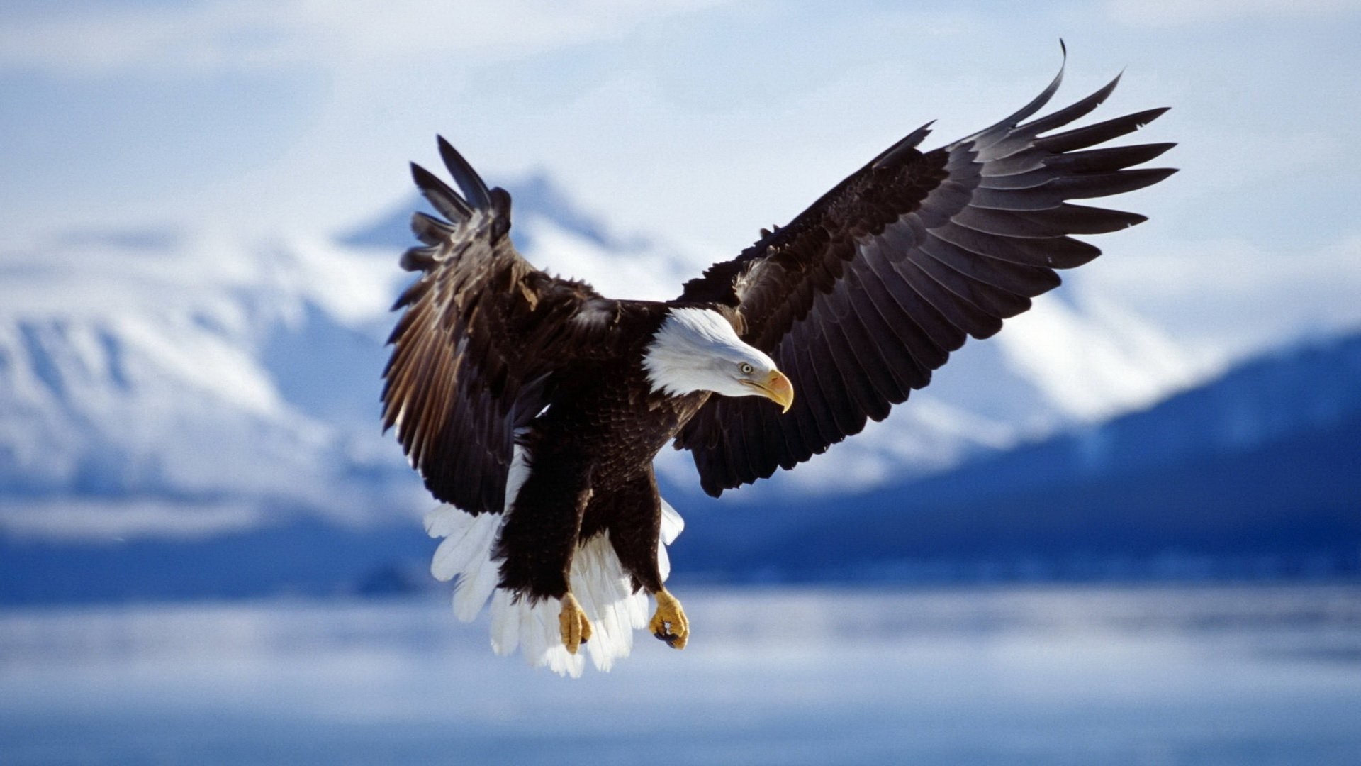 1920x1080 HD Wallpaper | Background ID:347031.  Animal Eagle