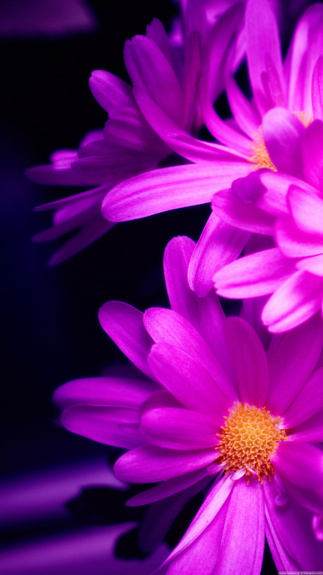 1080x1920 Purple Pink Daisy Flower Bouquet Macro iPhone 6 wallpaper