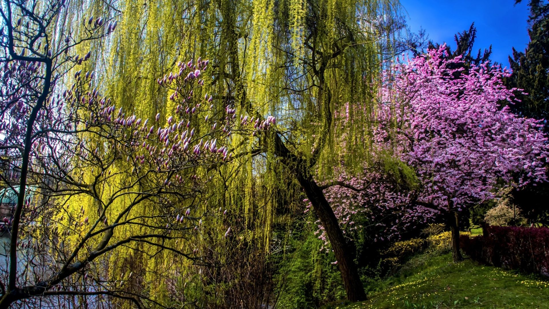 1920x1080 Flowering Tag - Spring Trees Flowering Nature Desktop Backgrounds Download  for HD 16:9 High