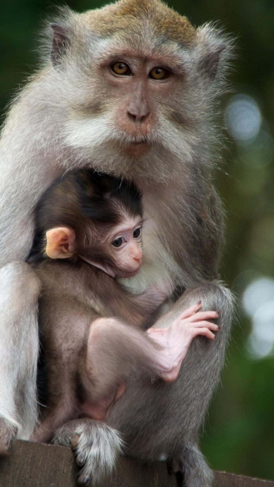 1080x1920  Wallpaper monkey, family, baby, care, tenderness
