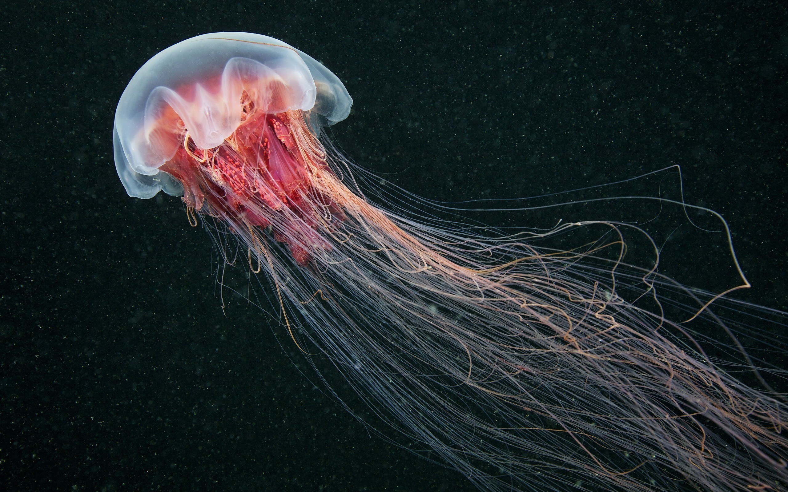 2560x1600 Medusa Animals Underwater Jellyfish Wallpapers HD Desktop and | HD .