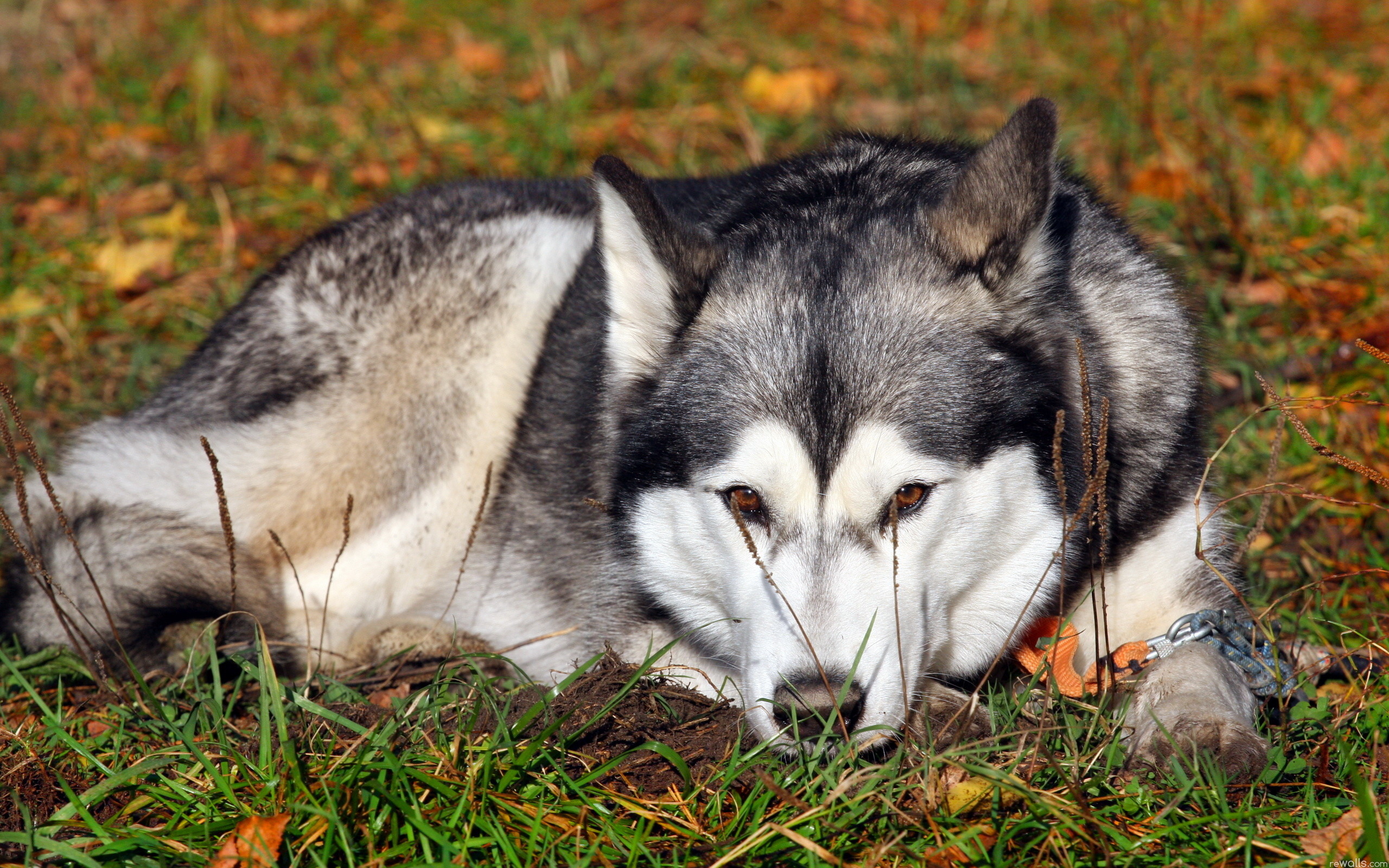2560x1600 Bilder von Siberian Husky Alaskan Malamute Hunde Tiere 