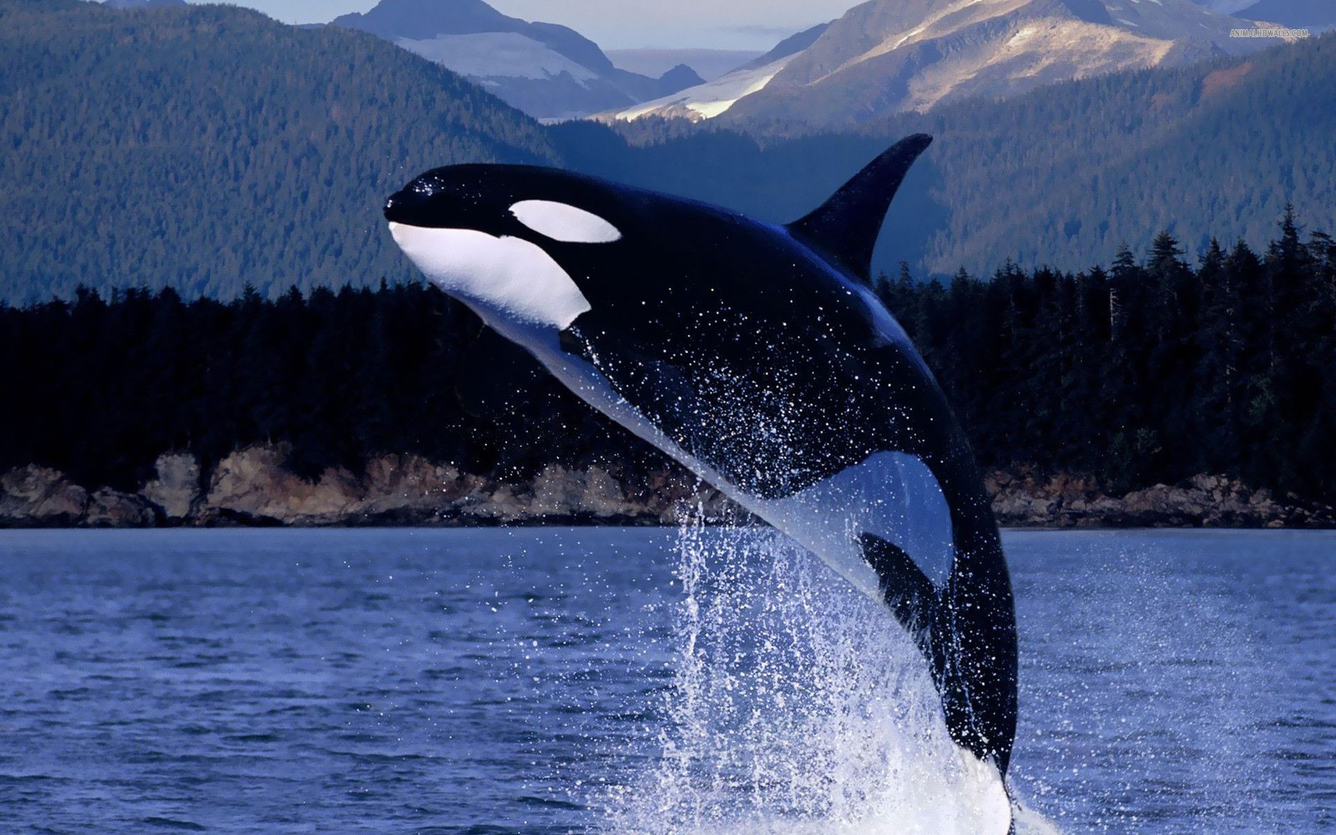 1920x1200 Orca whales images Orca HD wallpaper and background photos