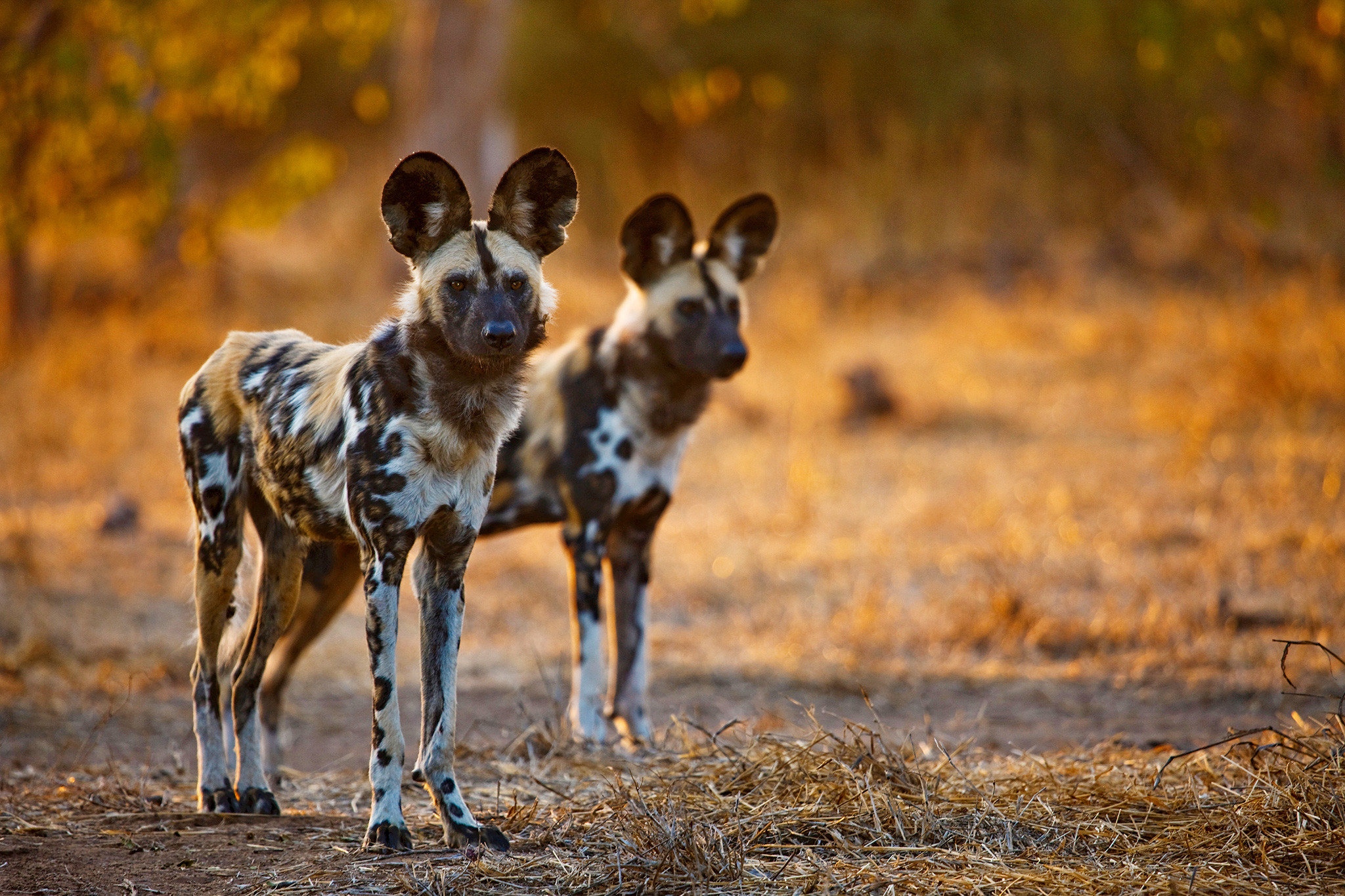 2048x1365 What Wildlife Shows Don't Tell You About African Wild Dogs – Phenomena: Not  Exactly Rocket Science