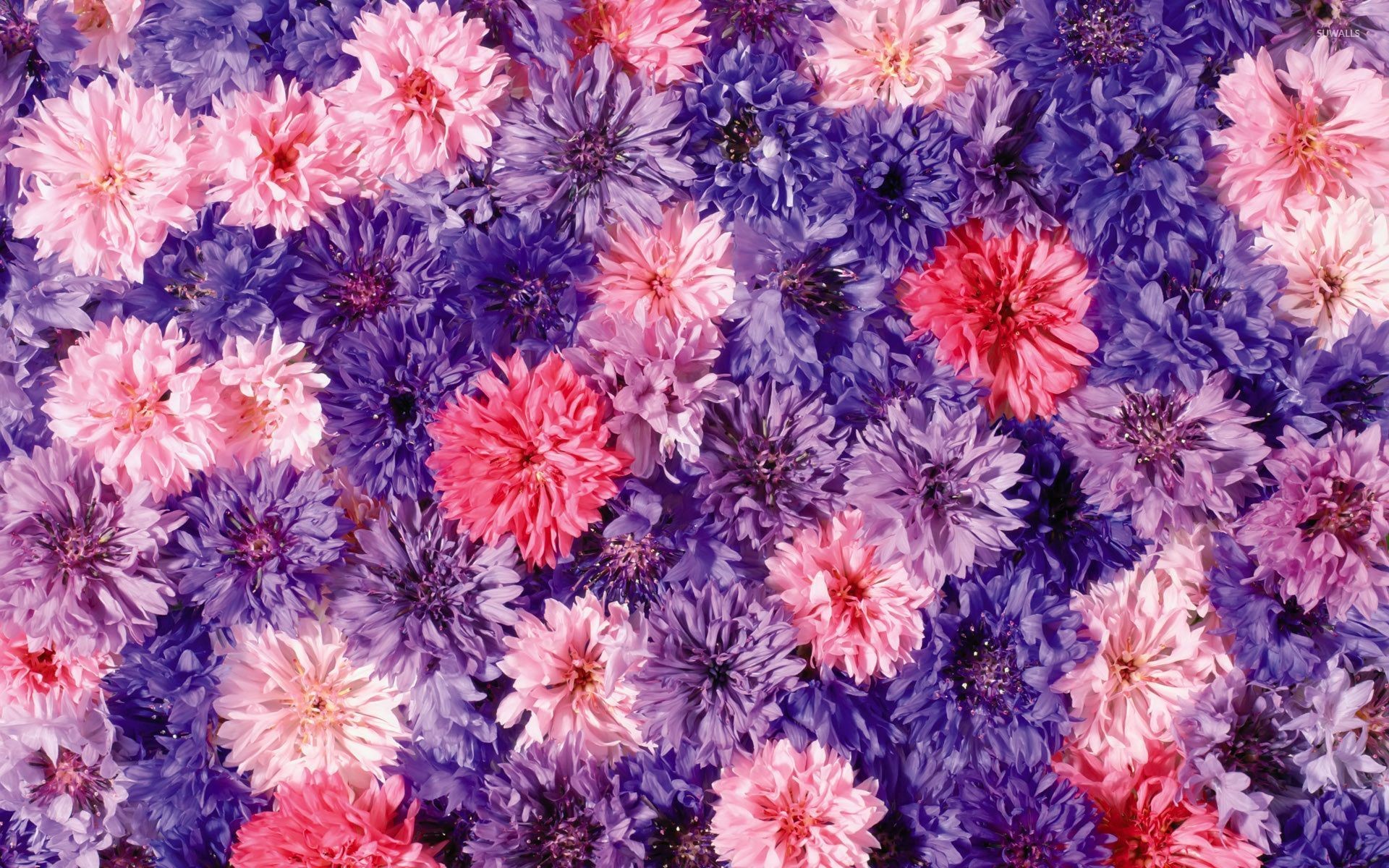 1920x1200 Pink and purple Chrysanthemums wallpaper