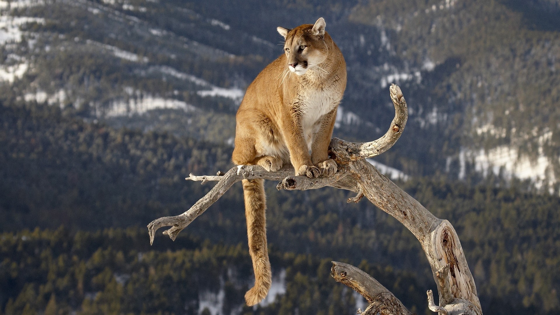 1920x1080 137 Cougar HD Wallpapers
