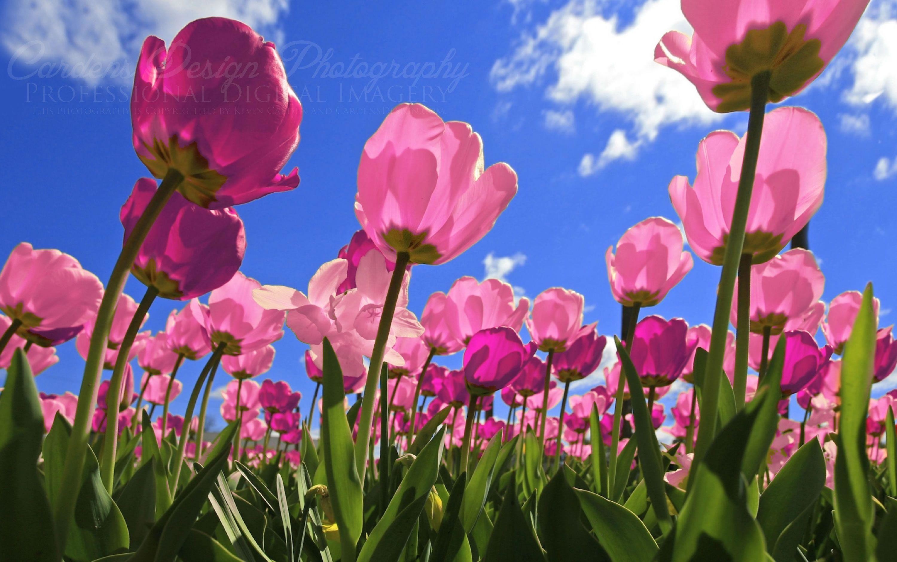 3000x1879 Pink Tulips Wallpapers - HD Wallpapers Inn