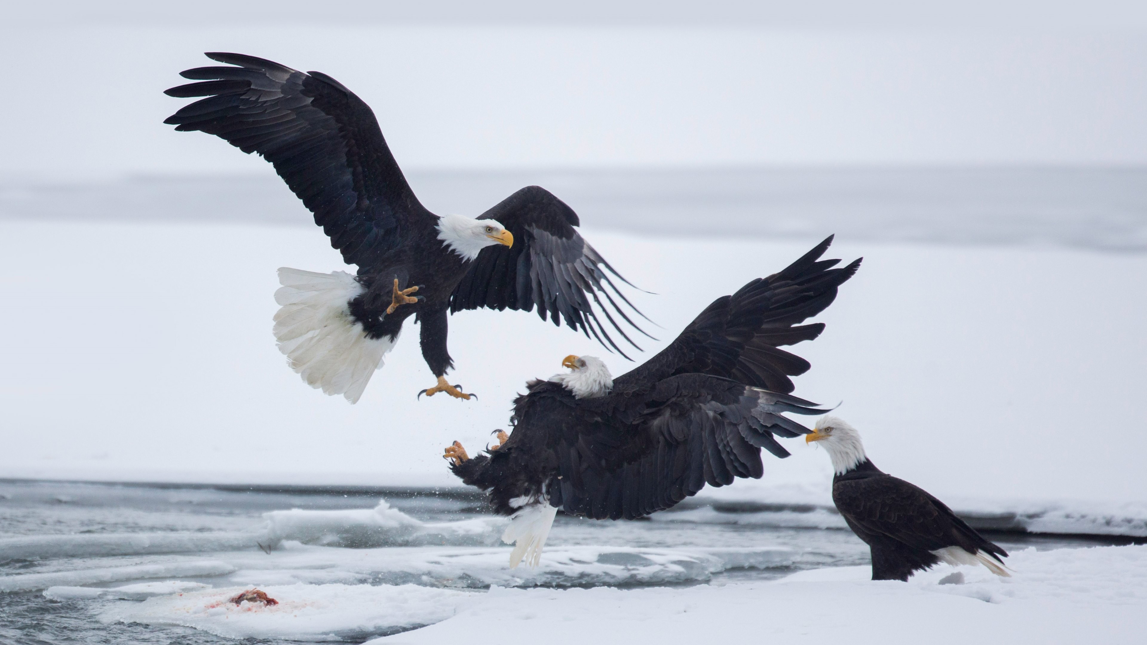 3840x2160 Bald Eagles. Such Beautiful Birds Wallpapers in HD, 4K and .