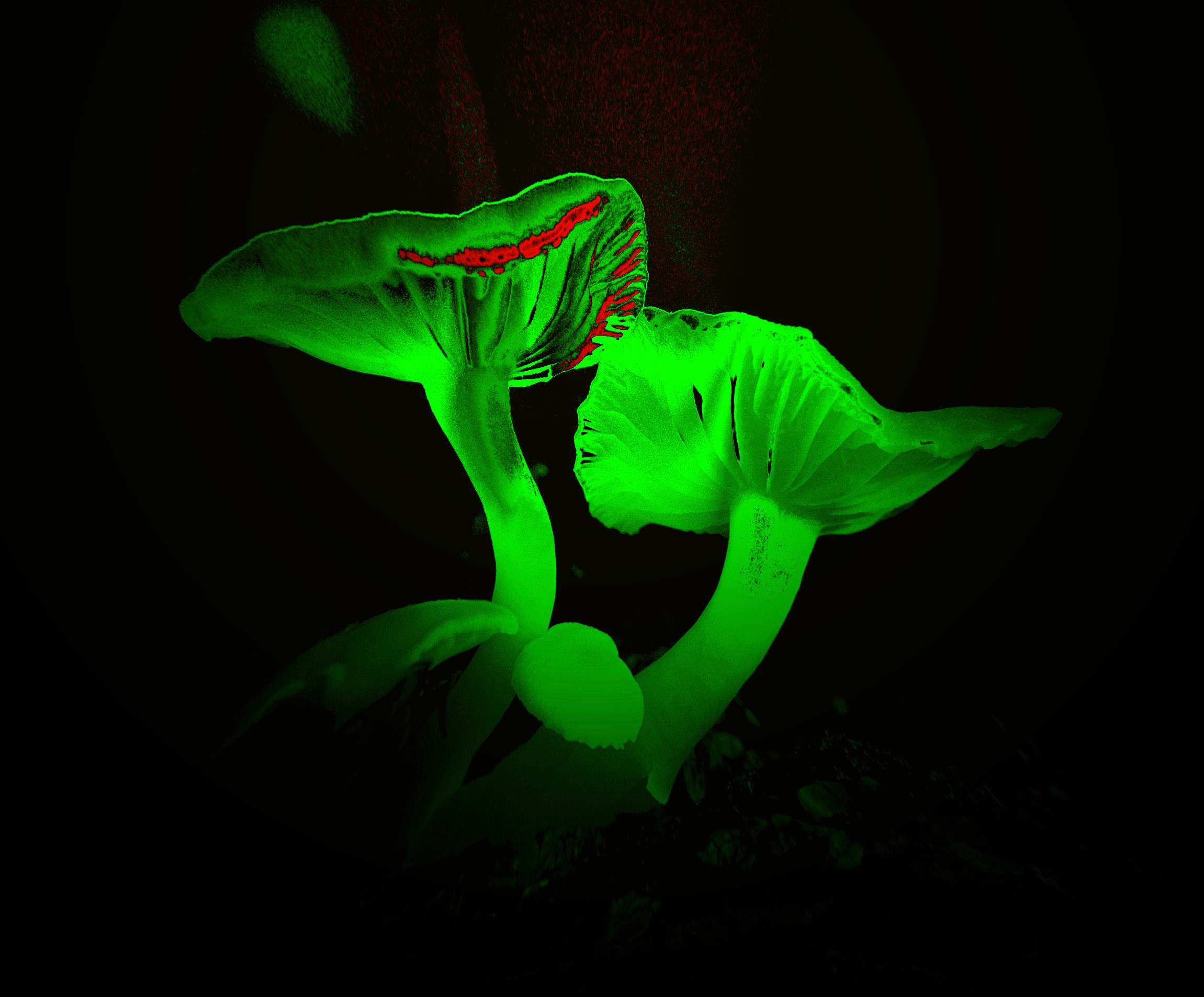 2301x1905 Bright neon green mushroom wallpaper