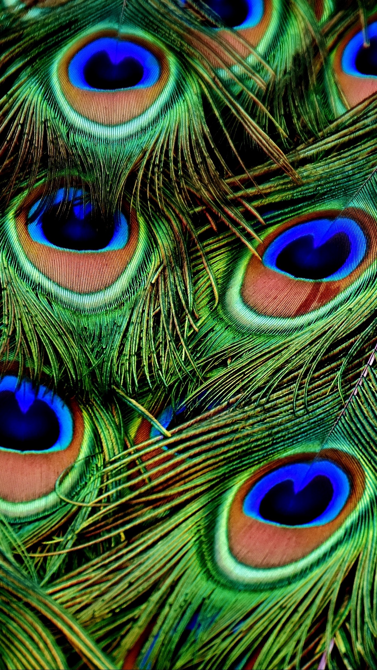 1440x2560  Wallpaper peacocks, feathers, patterns