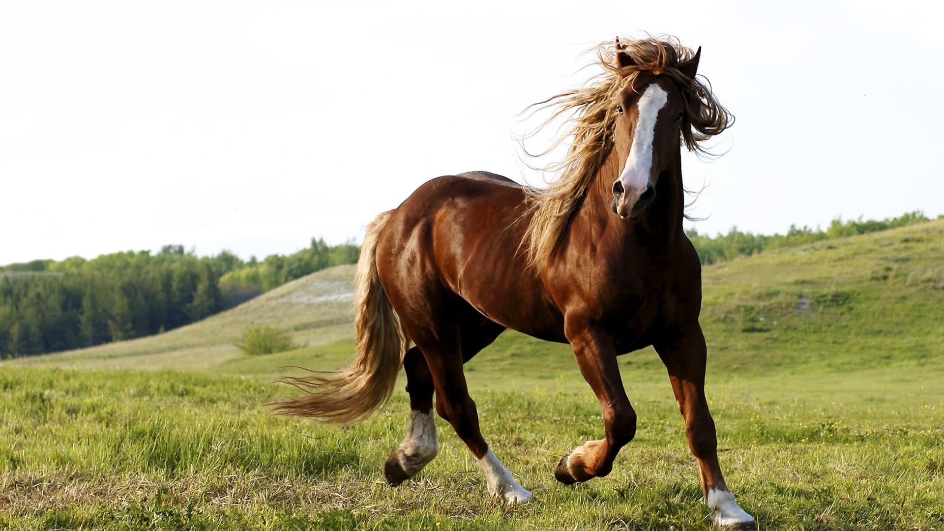 1920x1080 Horse Wallpapers Horse Images for Free MTX Horse Wallpapers 1920Ã1080