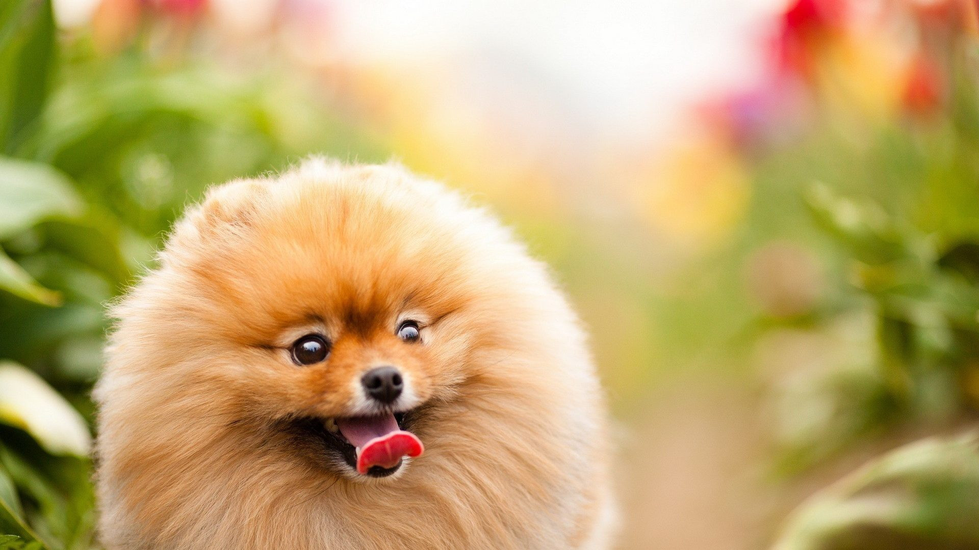 Cool Dogs Wallpapers 60 Images Cool Dogs Wallpapers 60 Images
